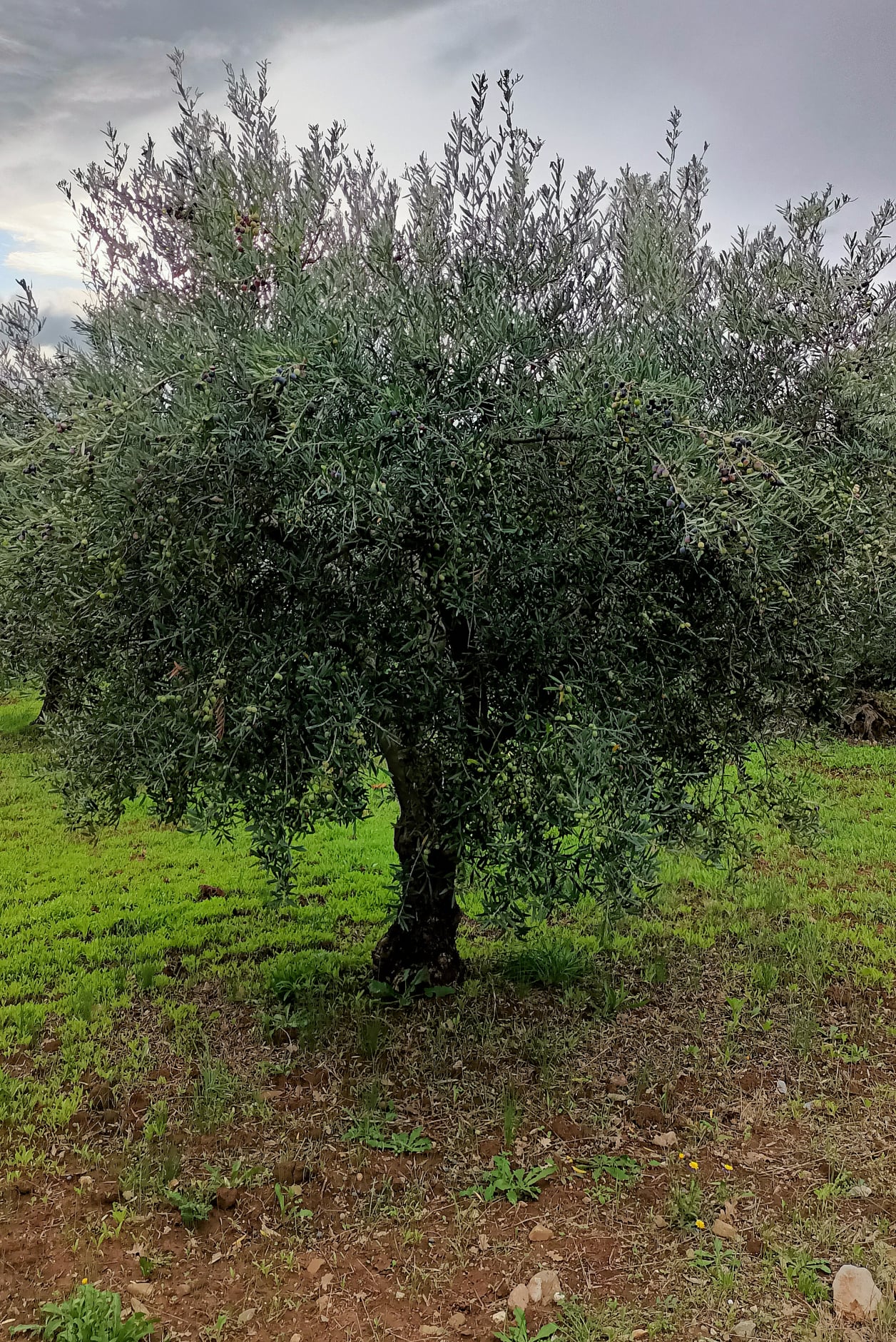 wobi-olio Kalabrien