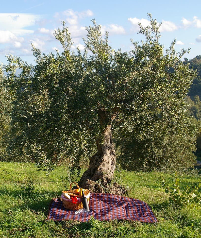 vita-olio