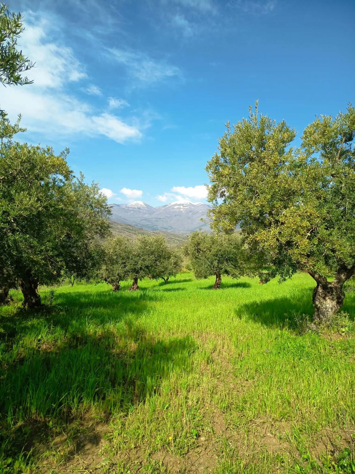 vita-olio Kalabrien