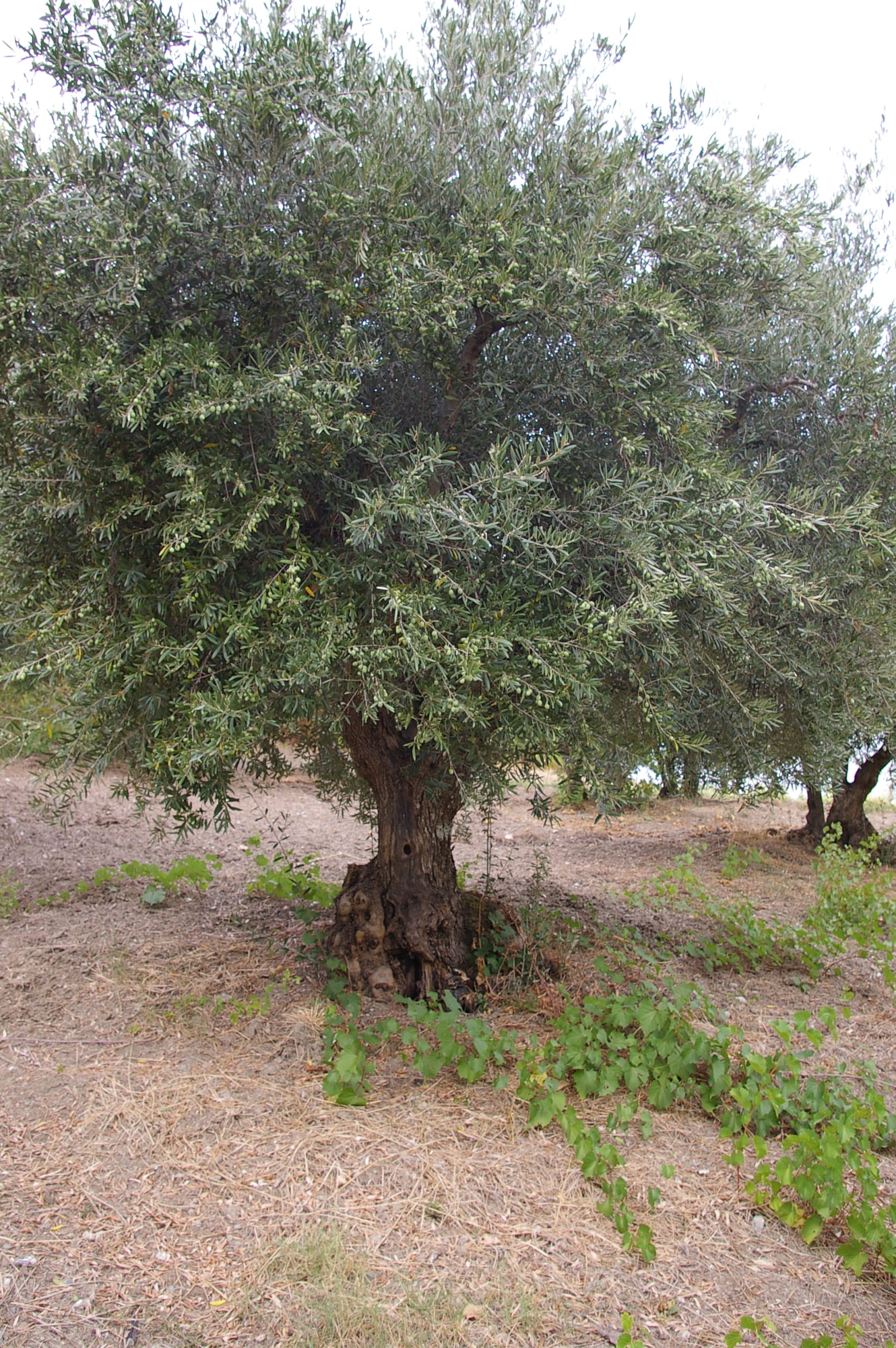 wobi-olio Kalabrien
