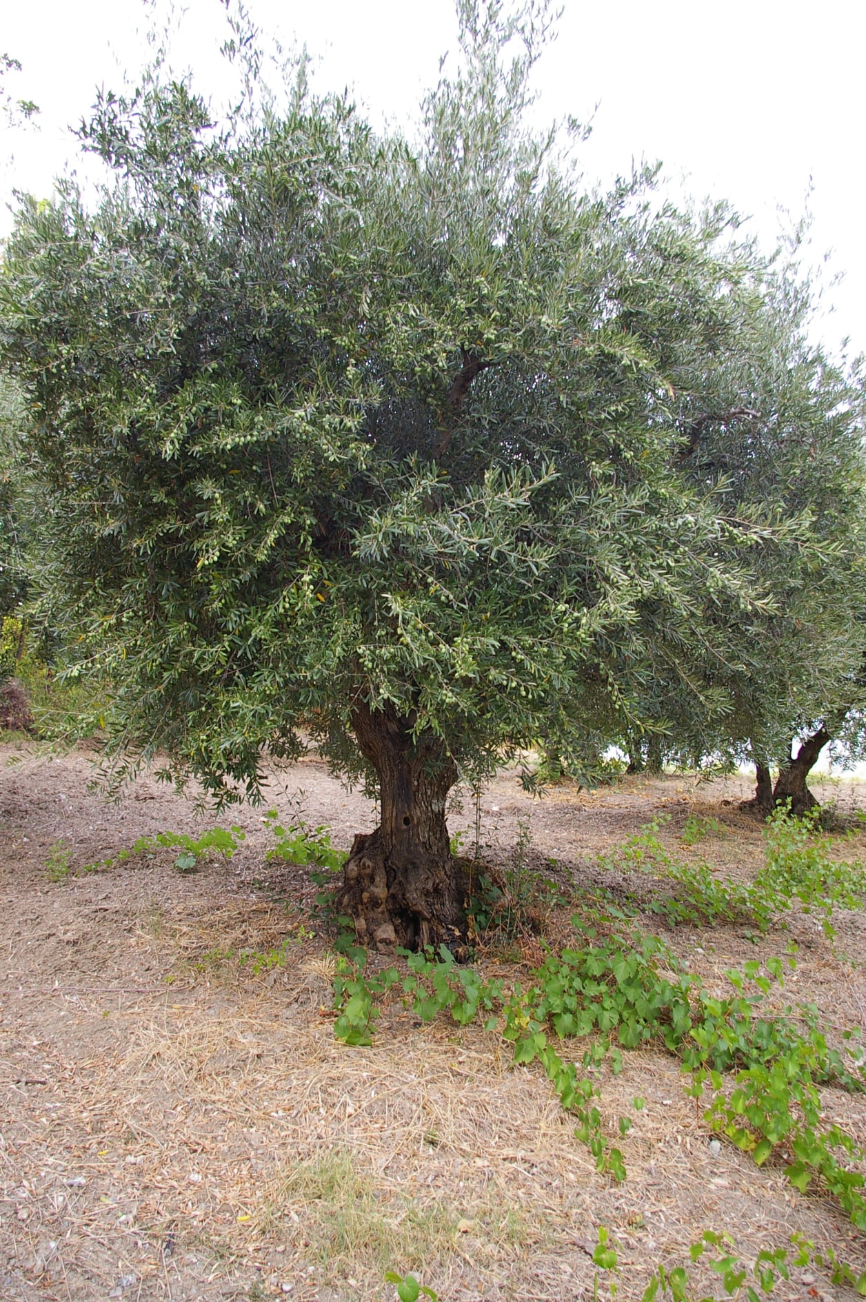 wobi-olio Kalabrien