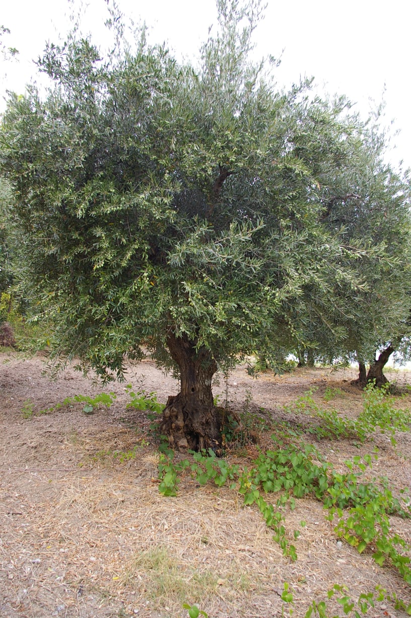 wobi-olio Kalabrien