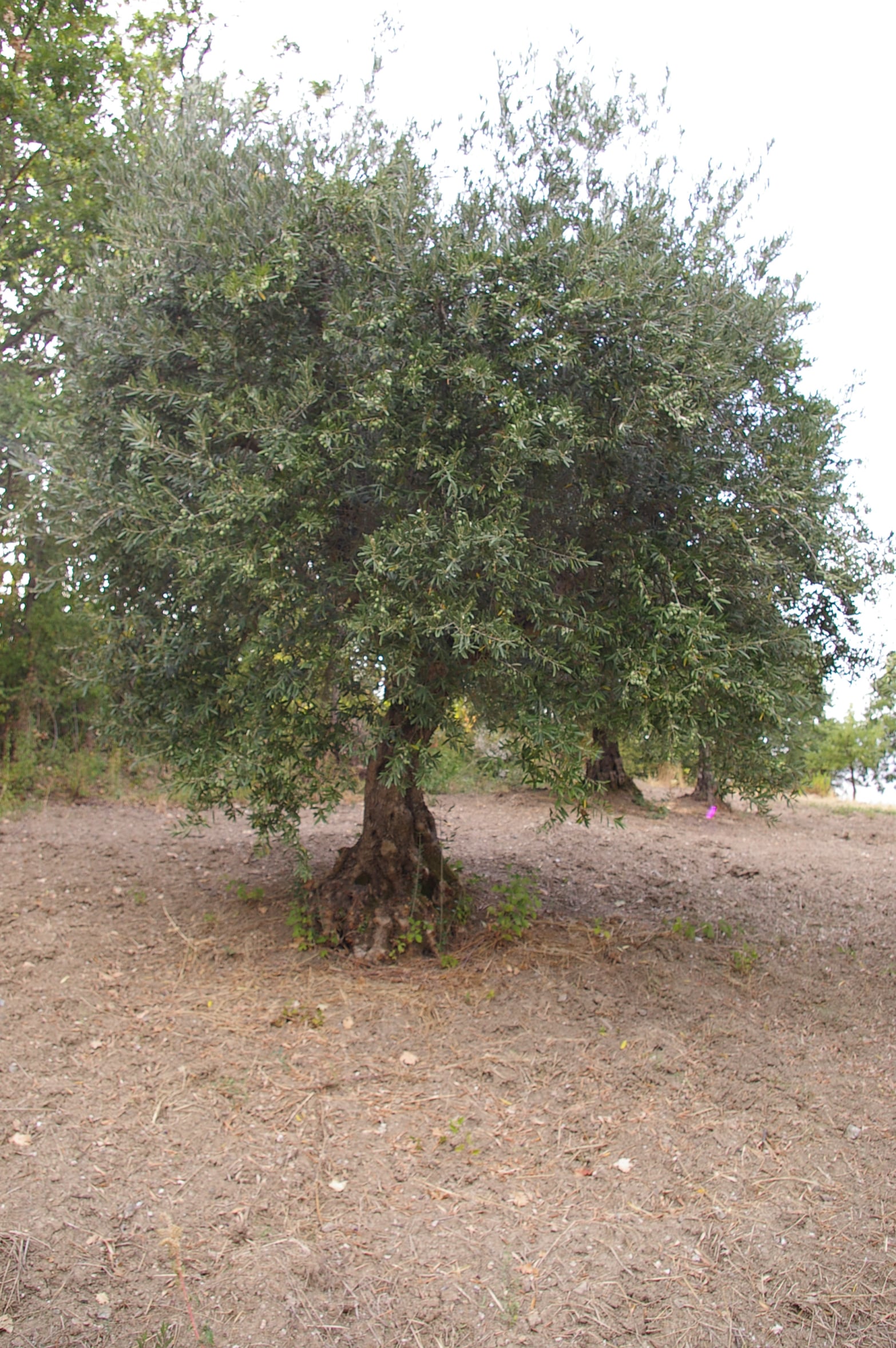 wobi-olio Kalabrien