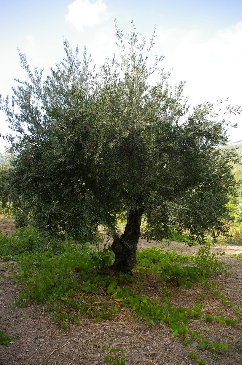 wobi-olio Kalabrien