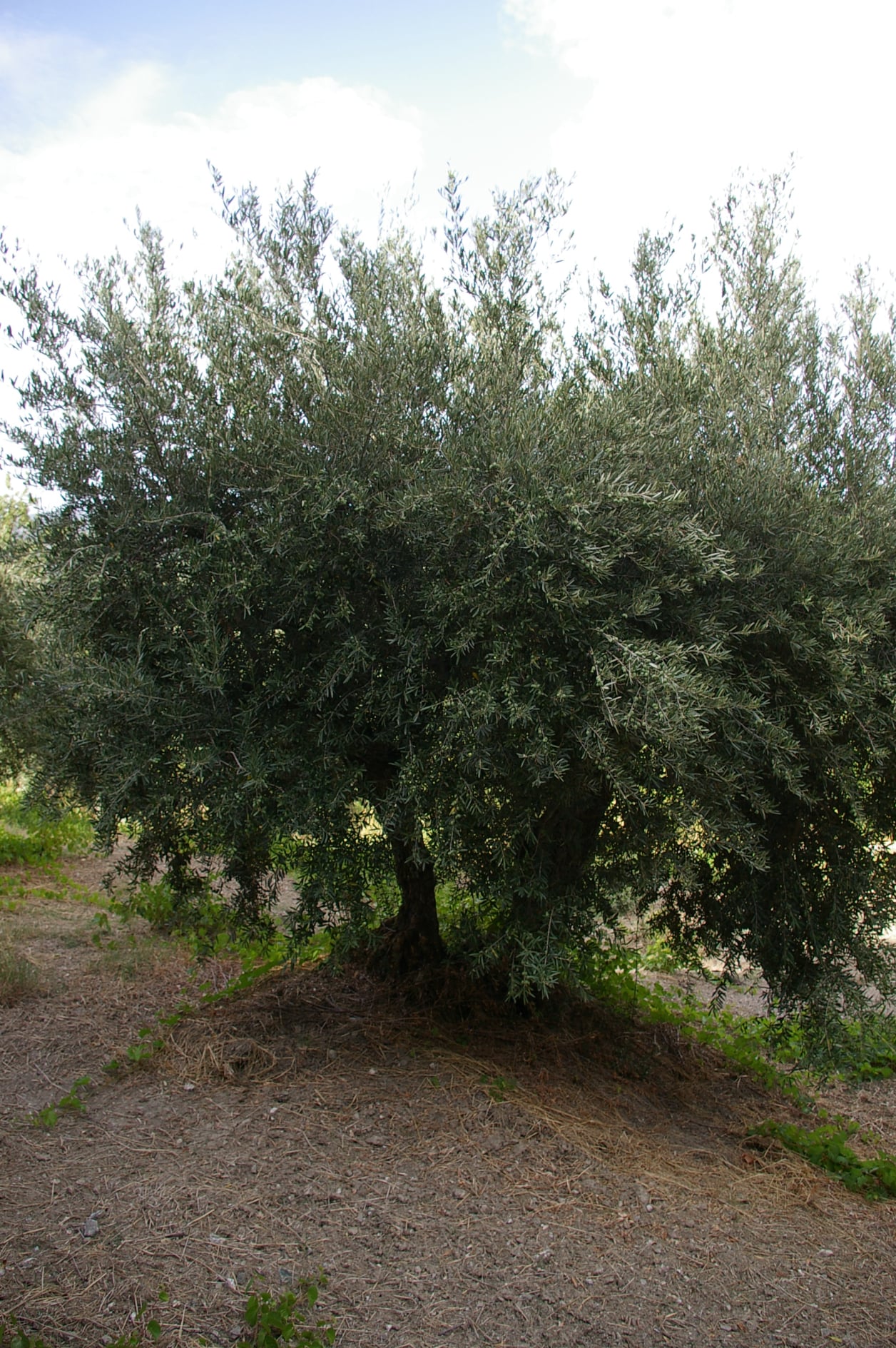 wobi-olio Kalabrien