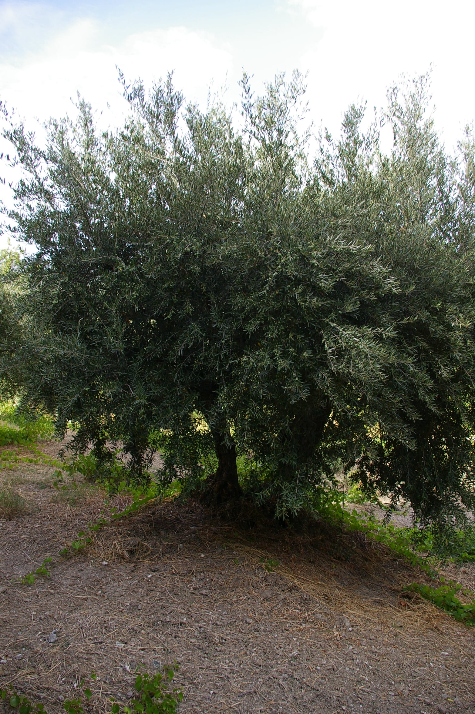 wobi-olio Kalabrien