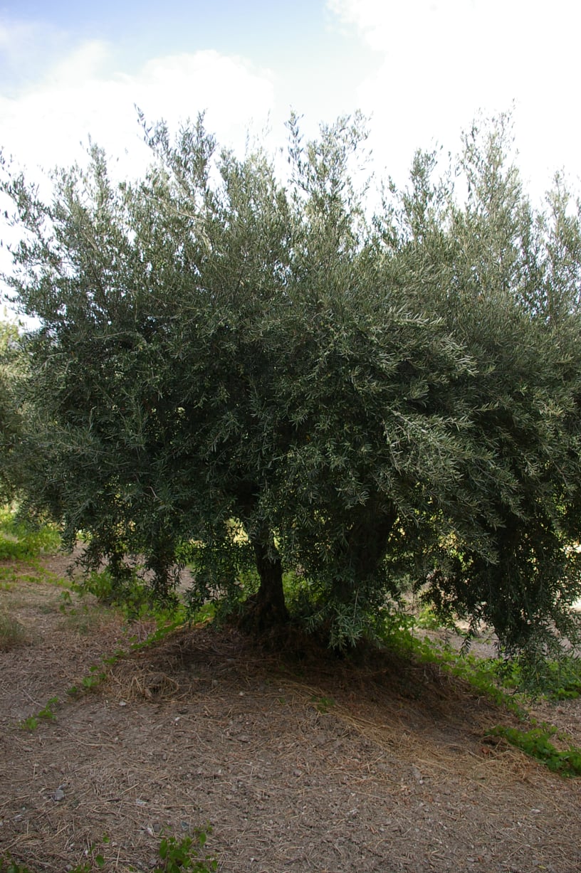wobi-olio Kalabrien