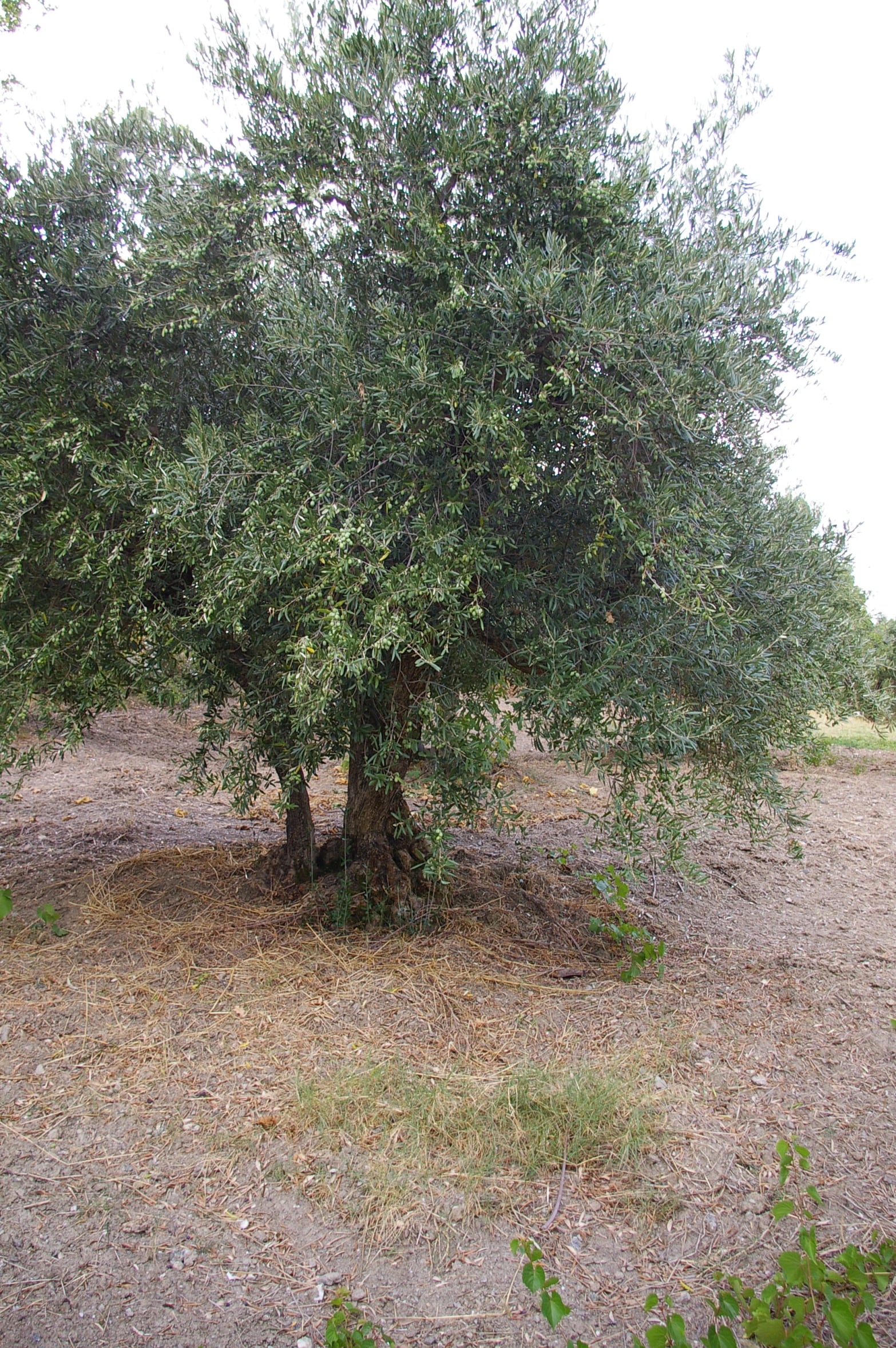 wobi-olio Kalabrien
