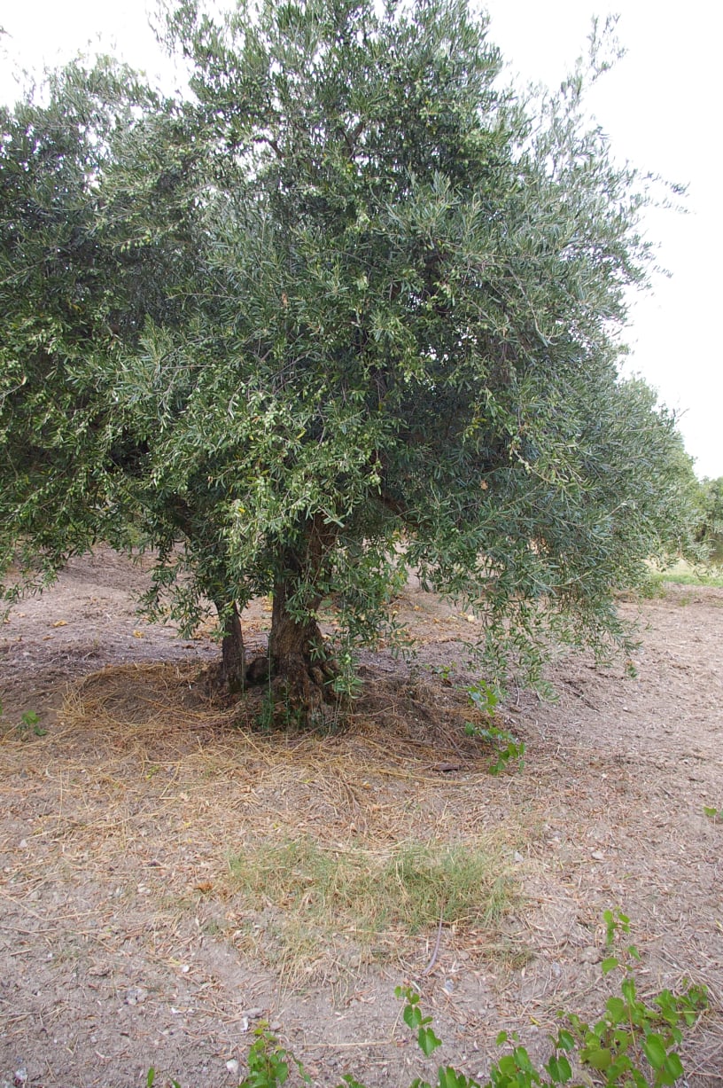 wobi-olio Kalabrien