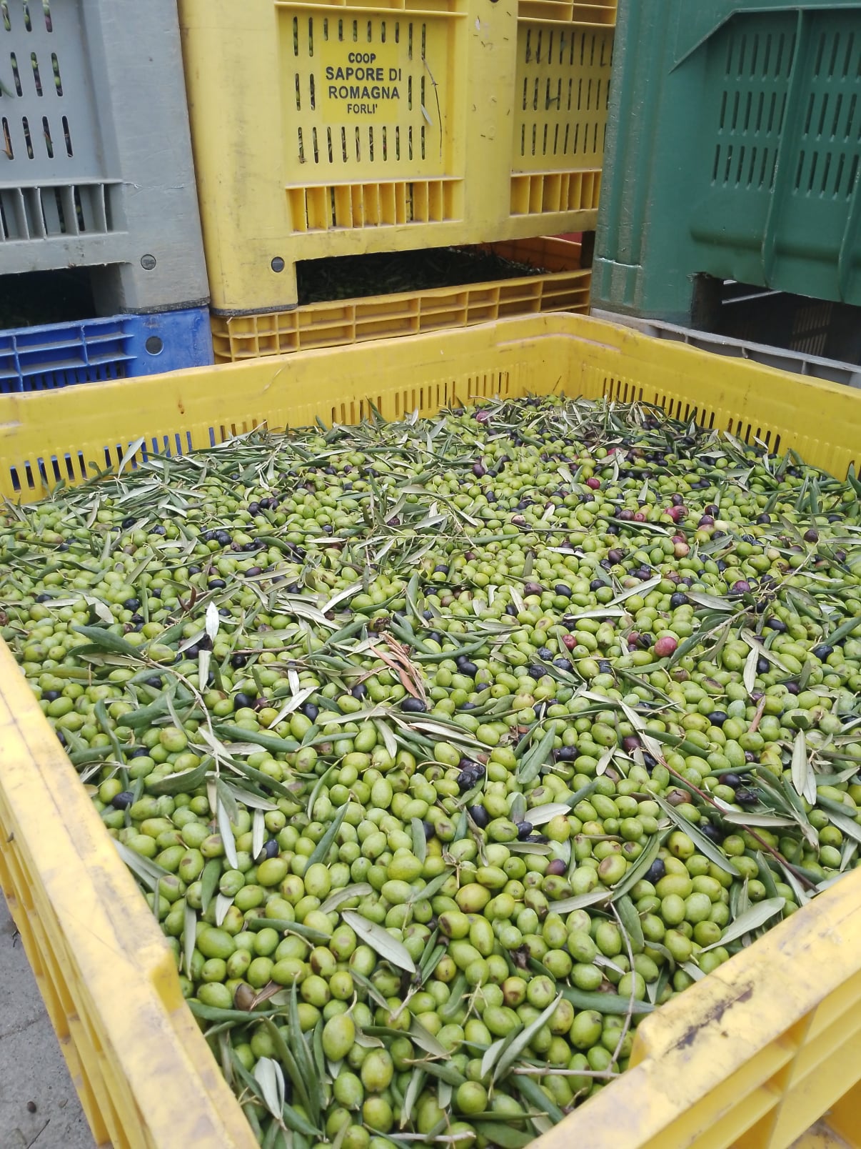 vita-olio Kalabrien