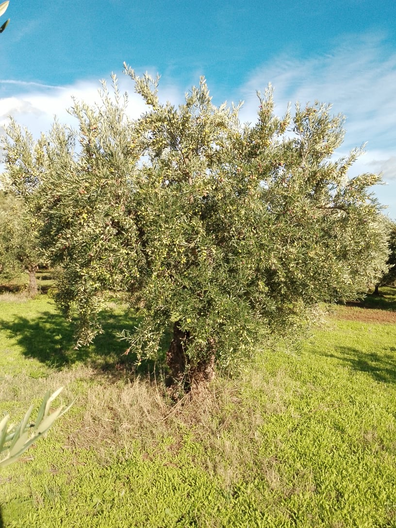 wobi-olio Kalabrien