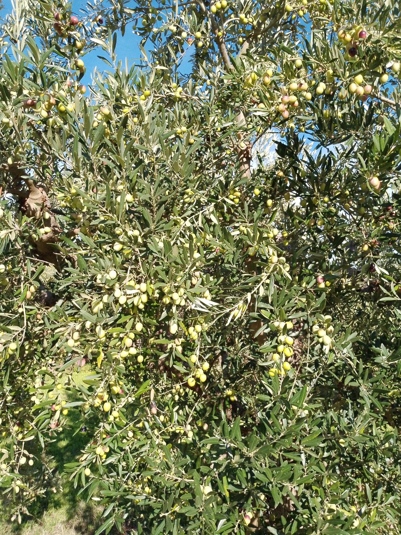 wobi-olio Kalabrien