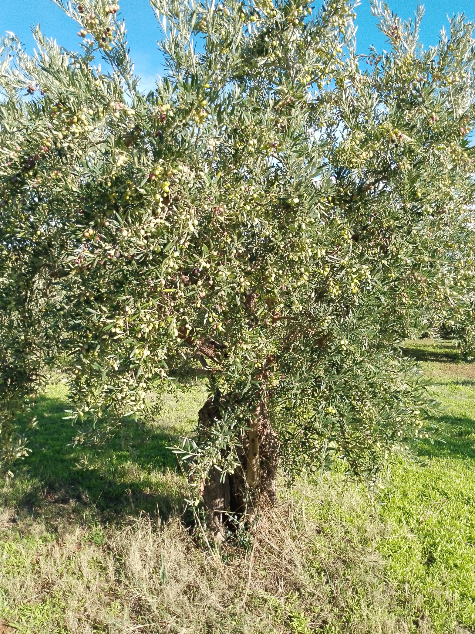 wobi-olio Kalabrien