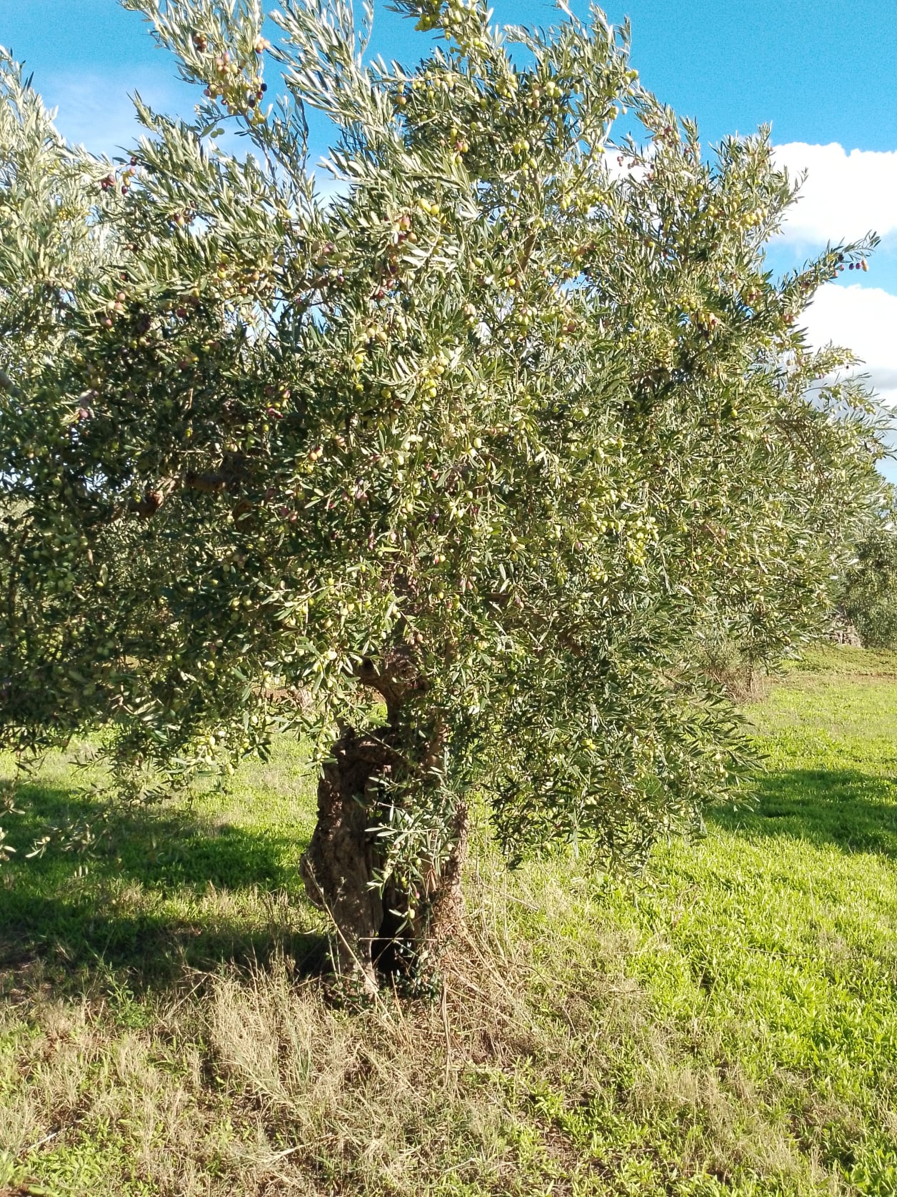 wobi-olio Kalabrien