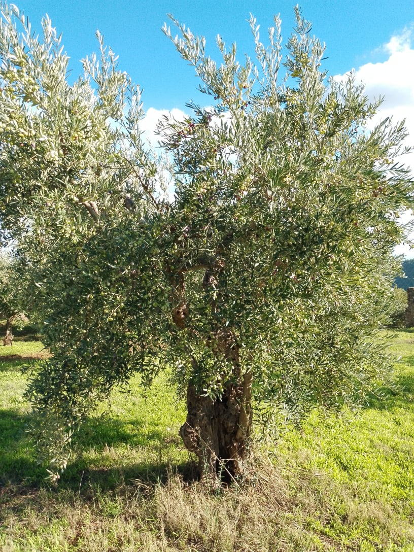 wobi-olio Kalabrien