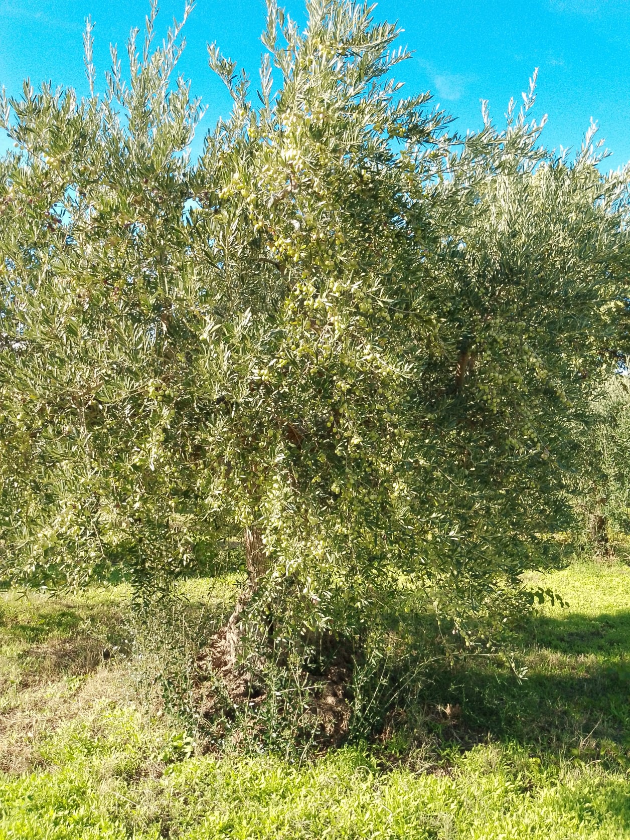 wobi-olio Kalabrien