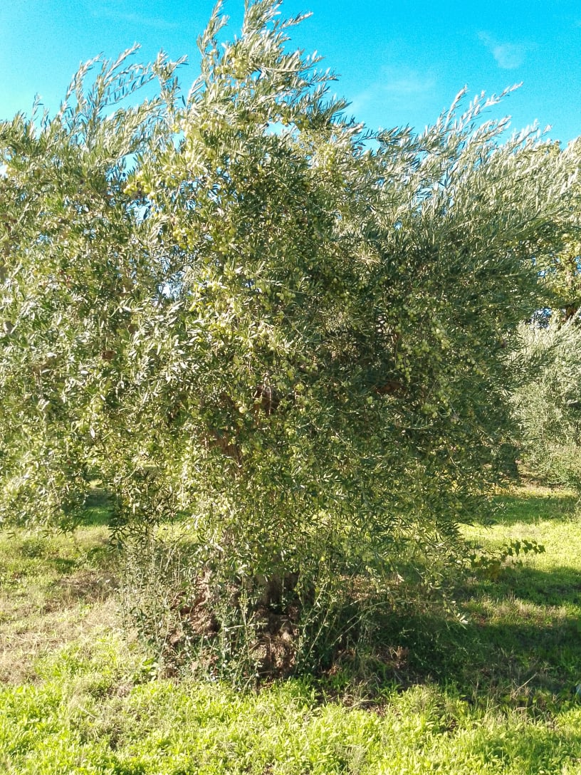 wobi-olio Kalabrien