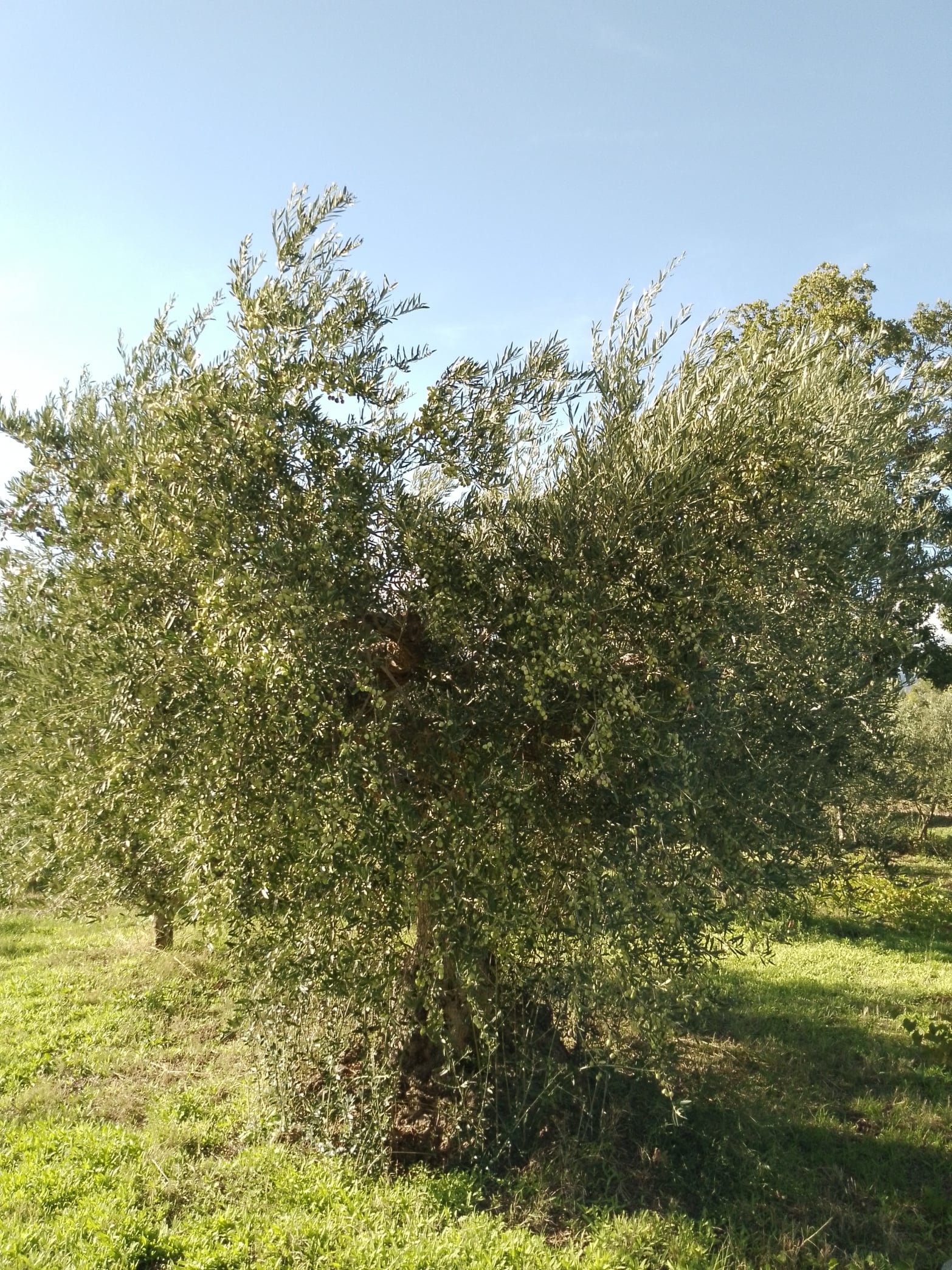 wobi-olio Kalabrien