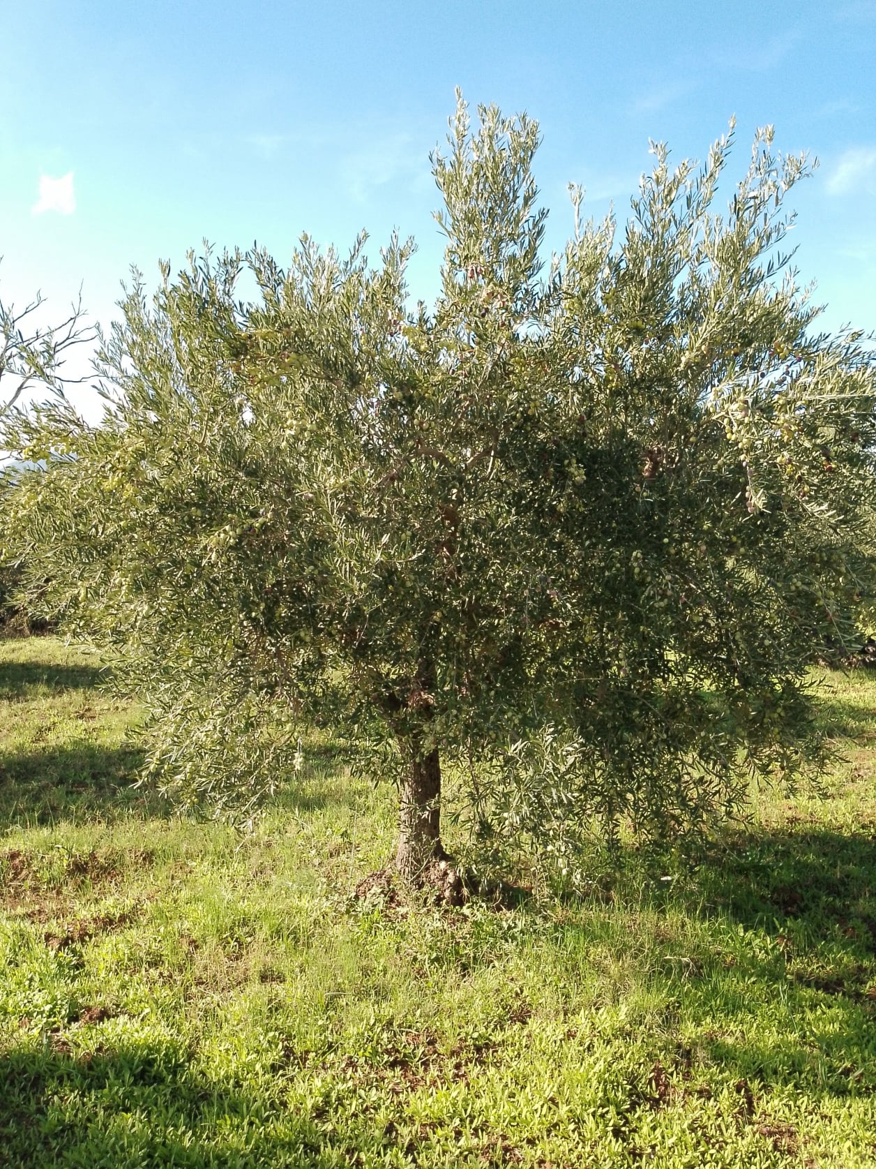 wobi-olio Kalabrien
