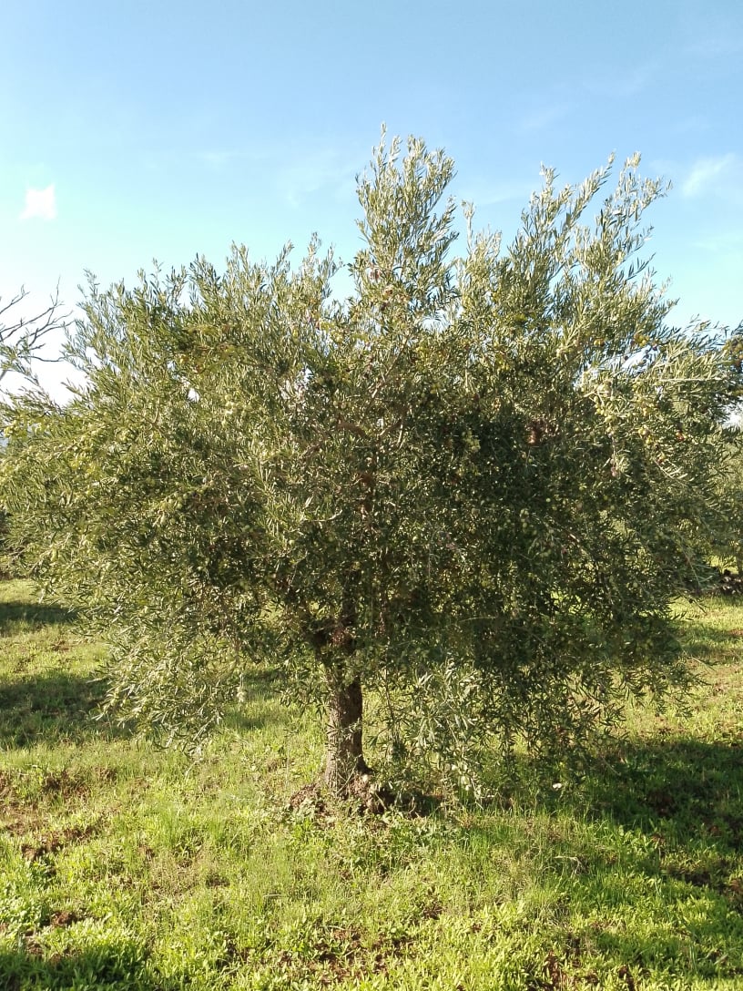 wobi-olio Kalabrien