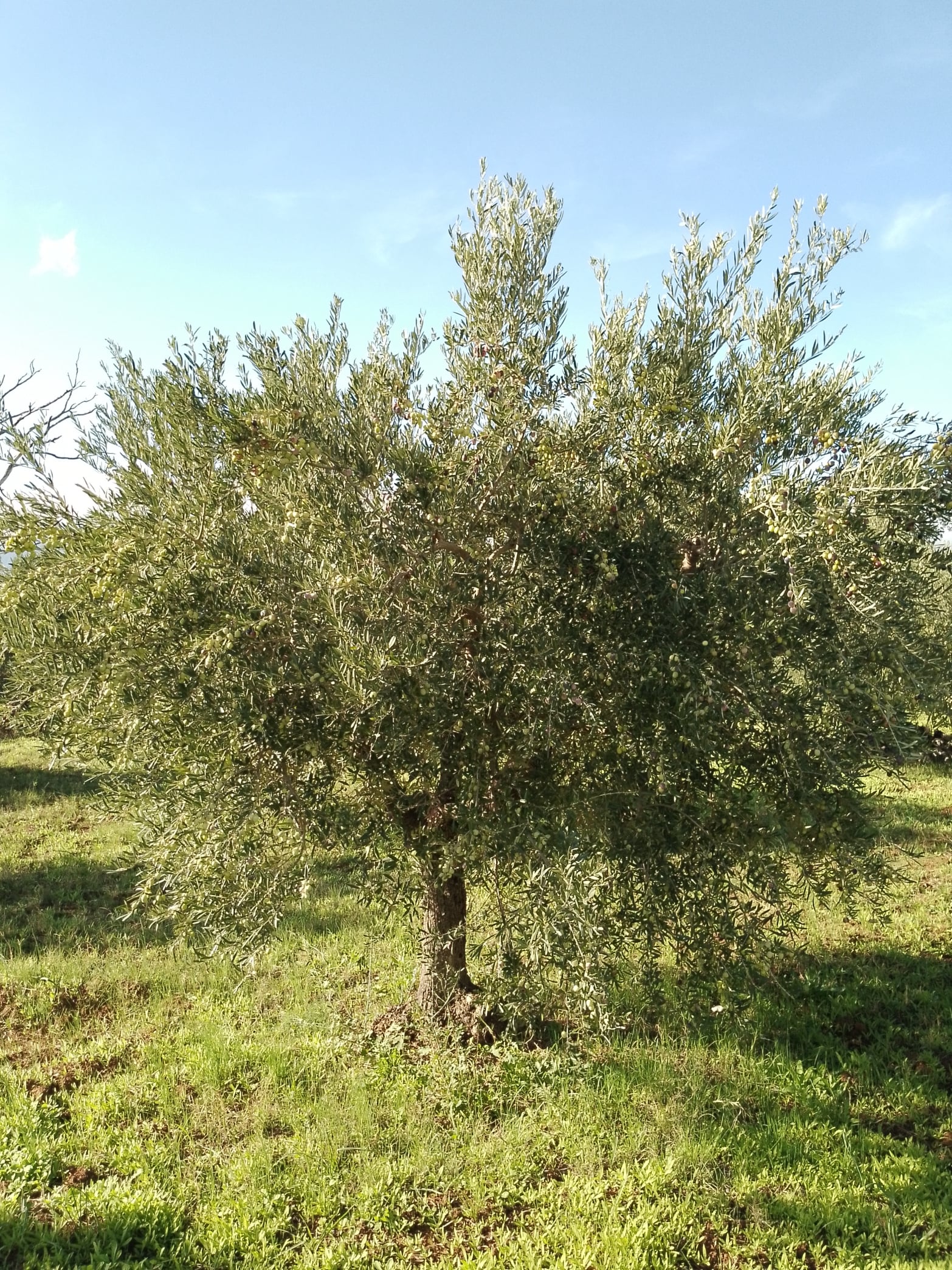 wobi-olio Kalabrien
