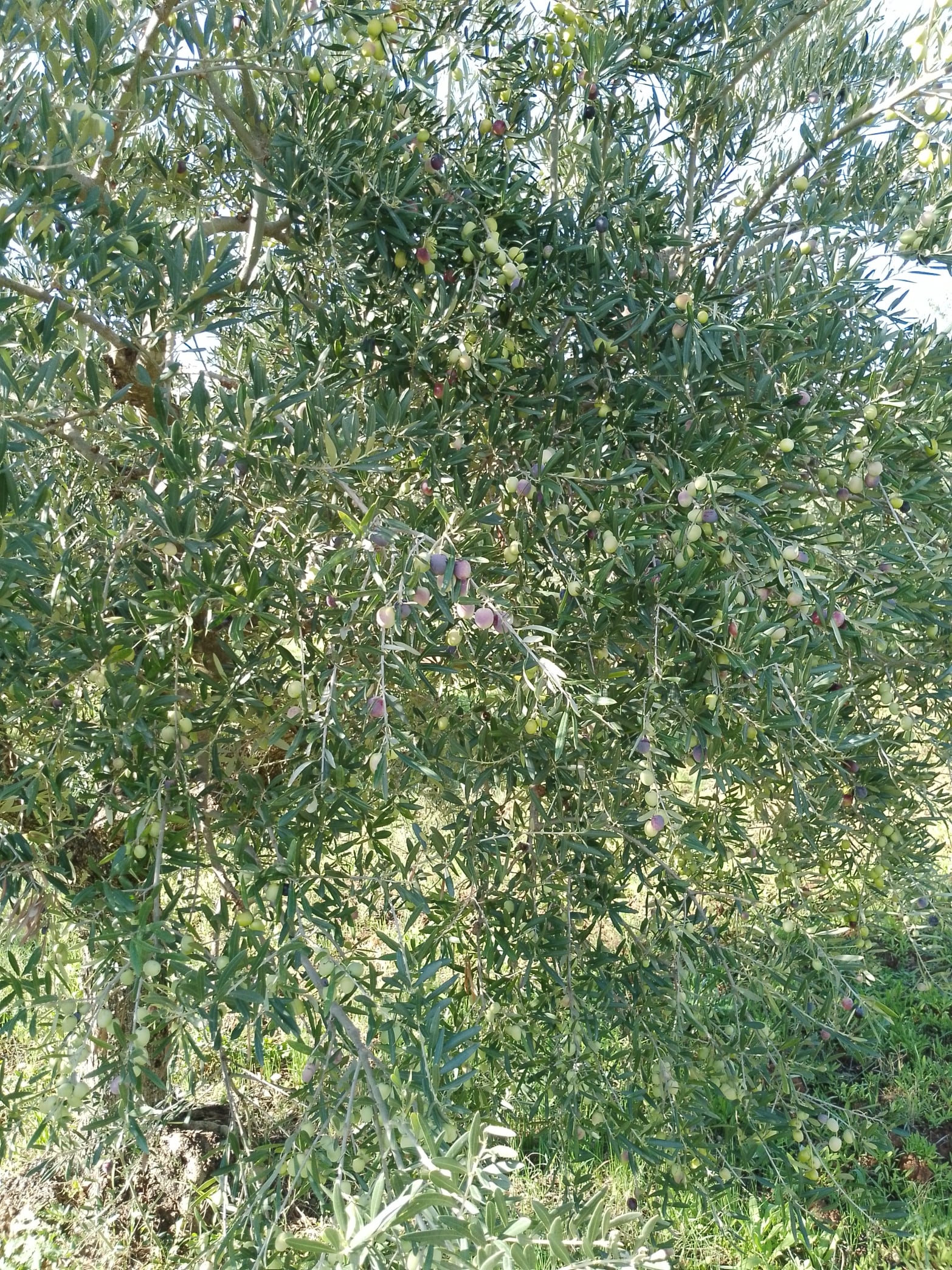wobi-olio Kalabrien