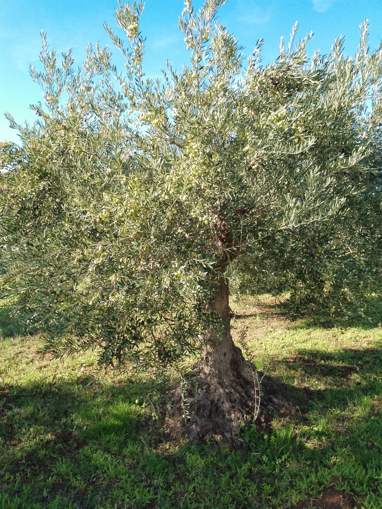 wobi-olio Kalabrien