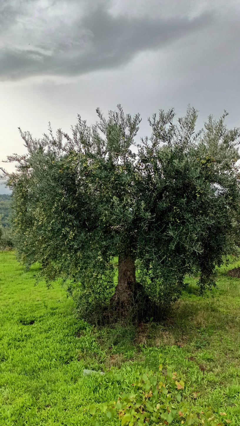 wobi-olio Kalabrien