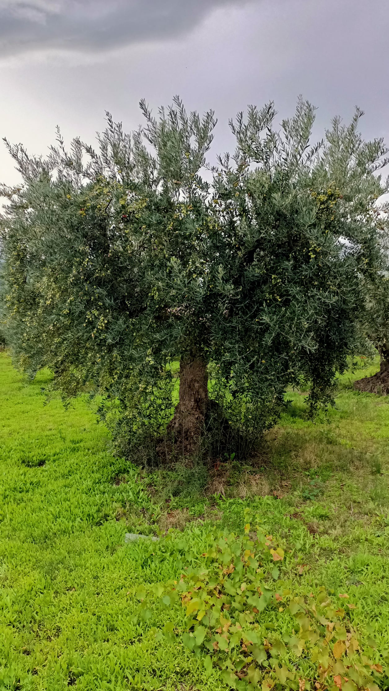 wobi-olio Kalabrien