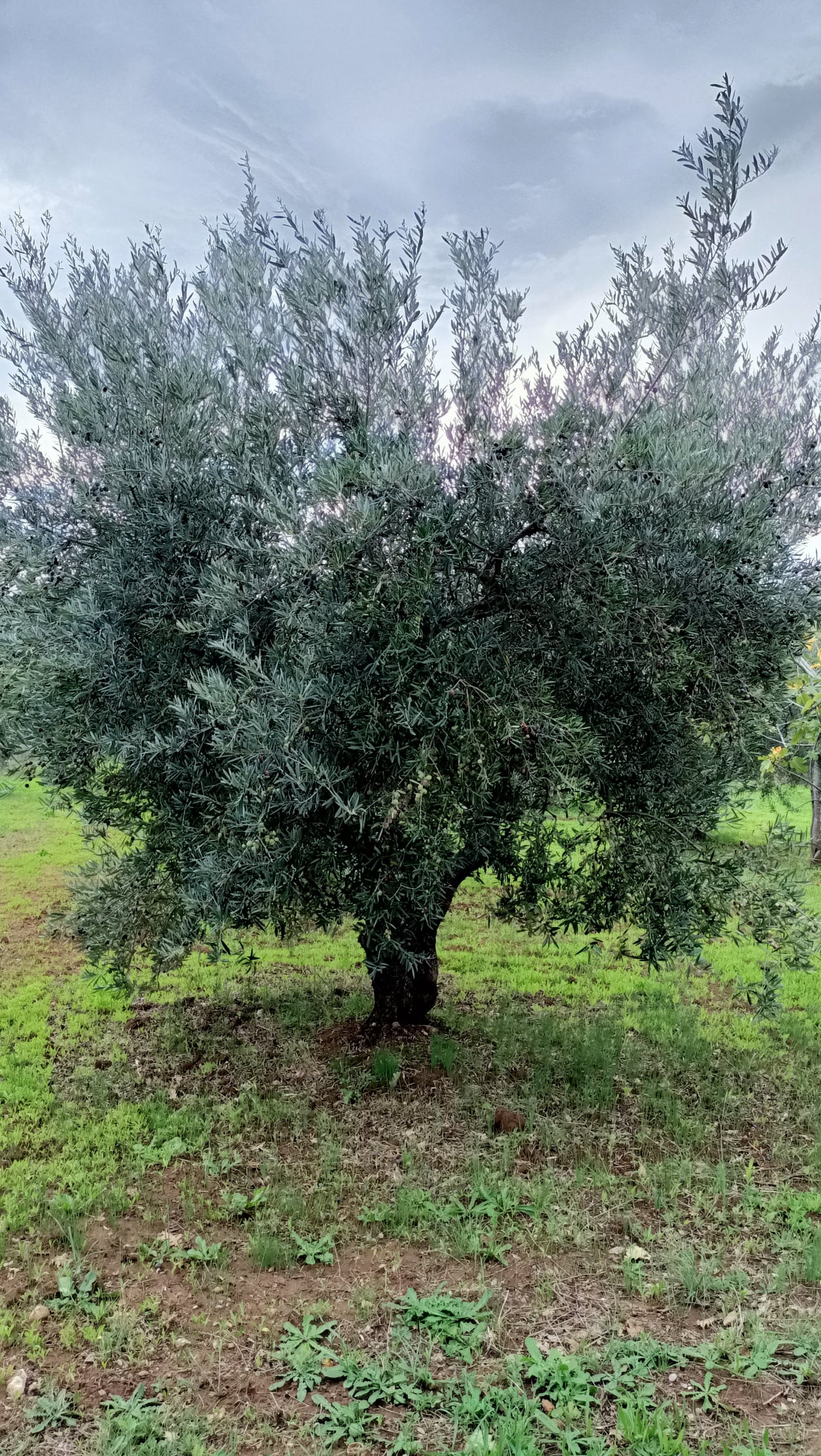 wobi-olio Kalabrien