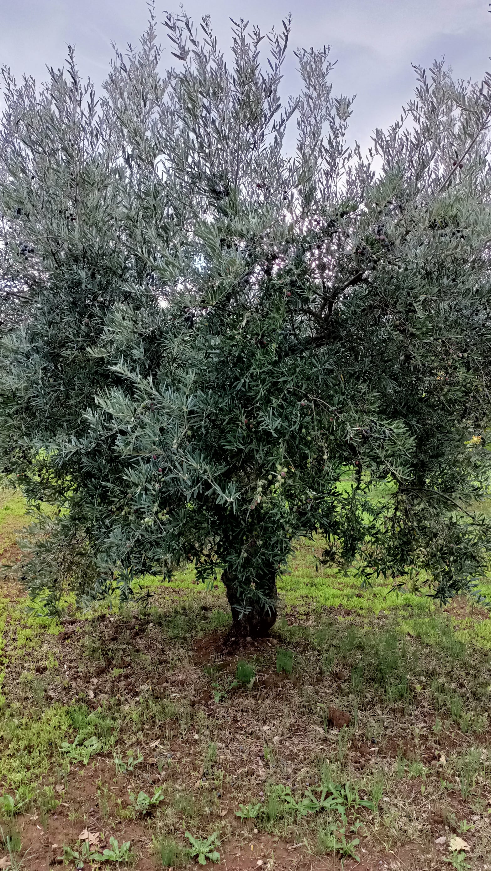 wobi-olio Kalabrien
