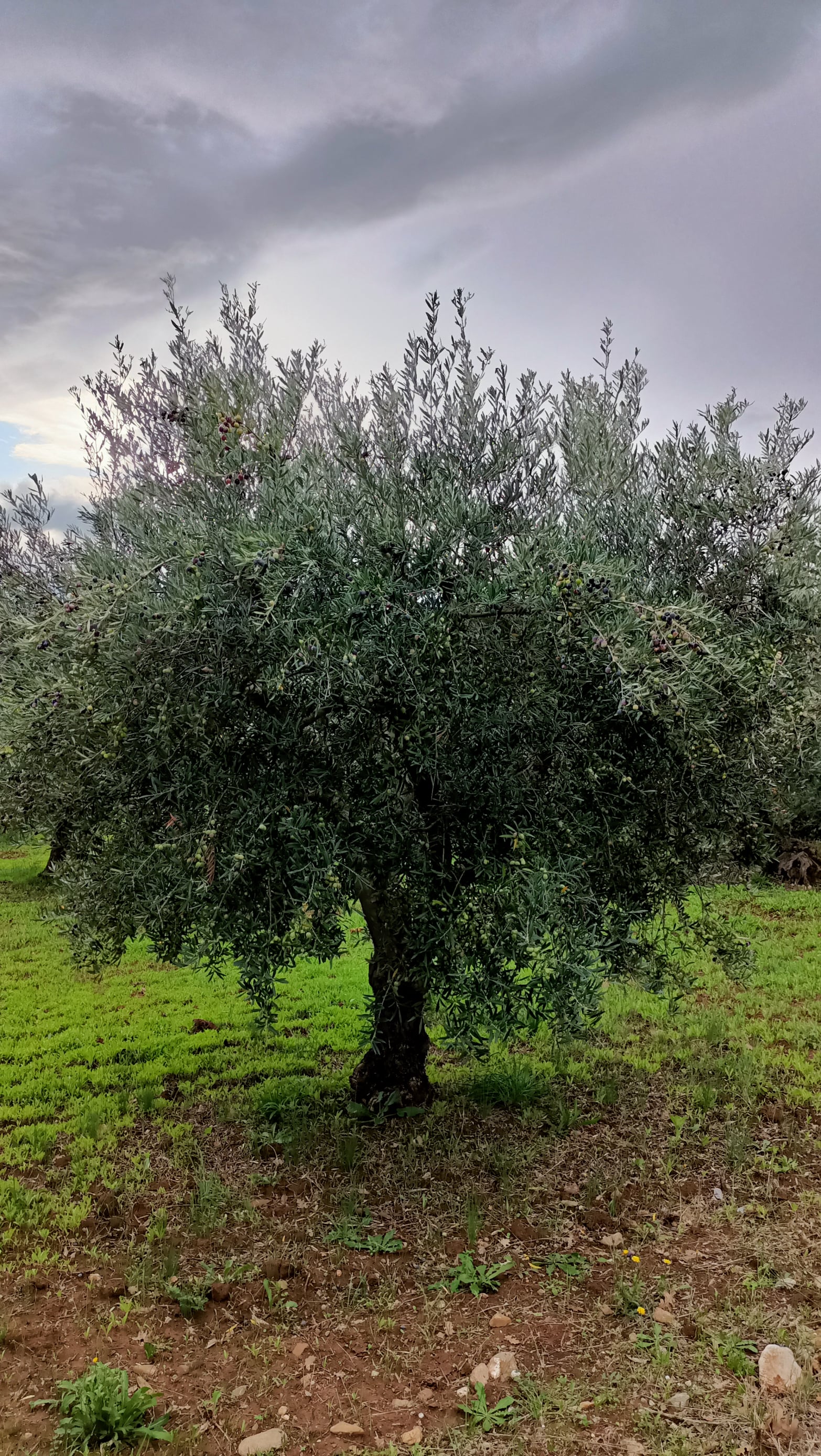 wobi-olio Kalabrien
