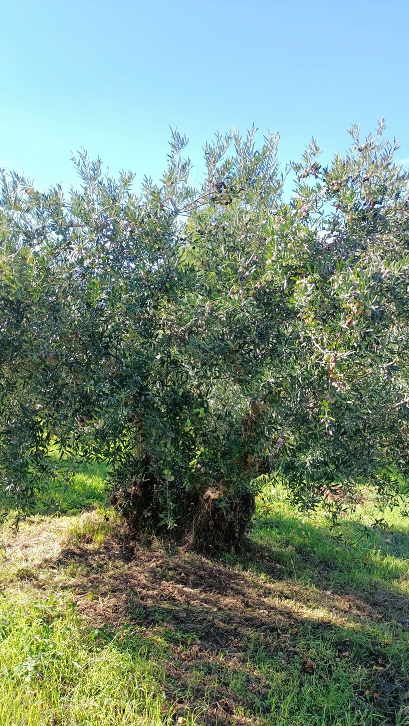 wobi-olio Kalabrien