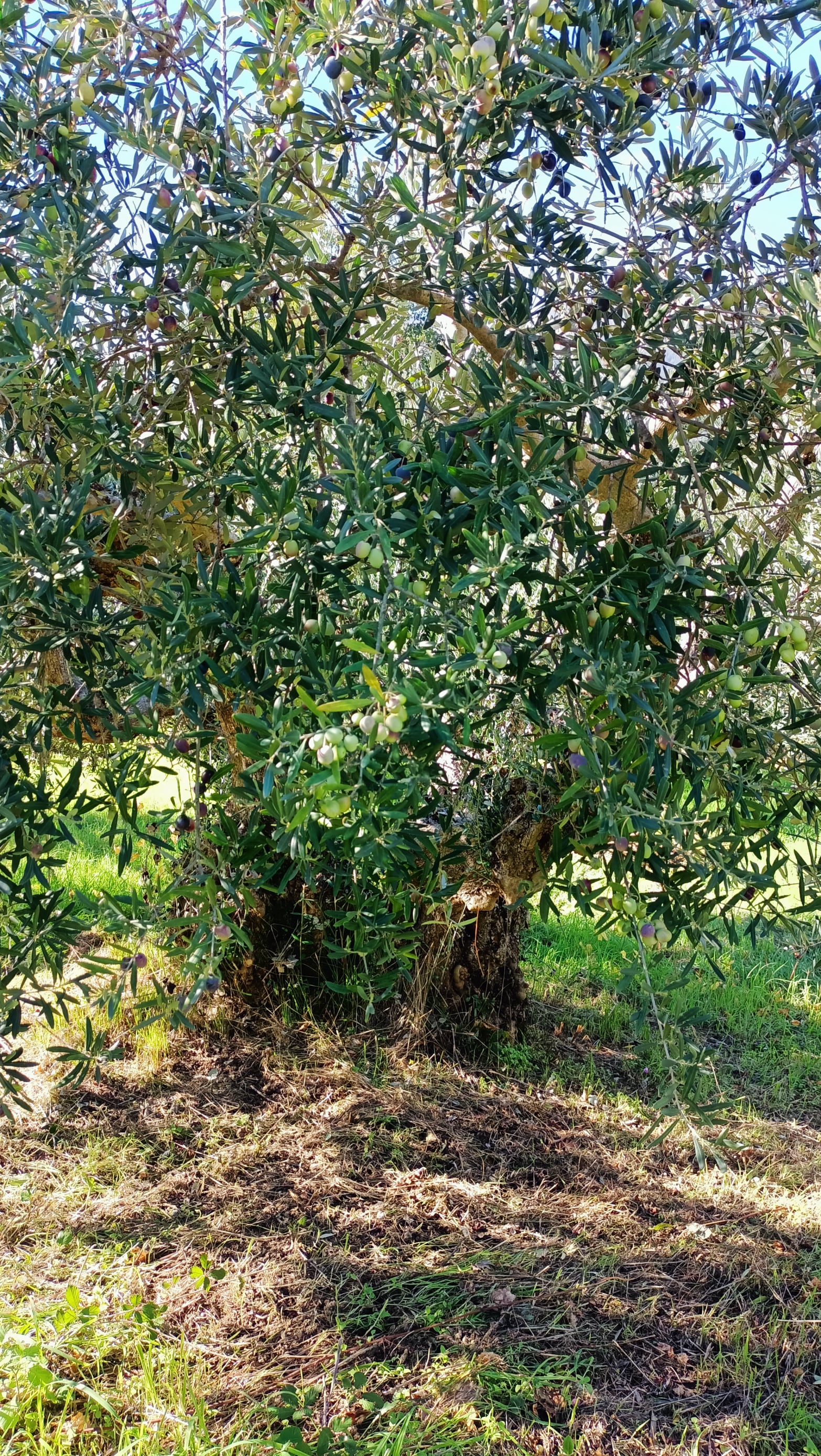 wobi-olio Kalabrien