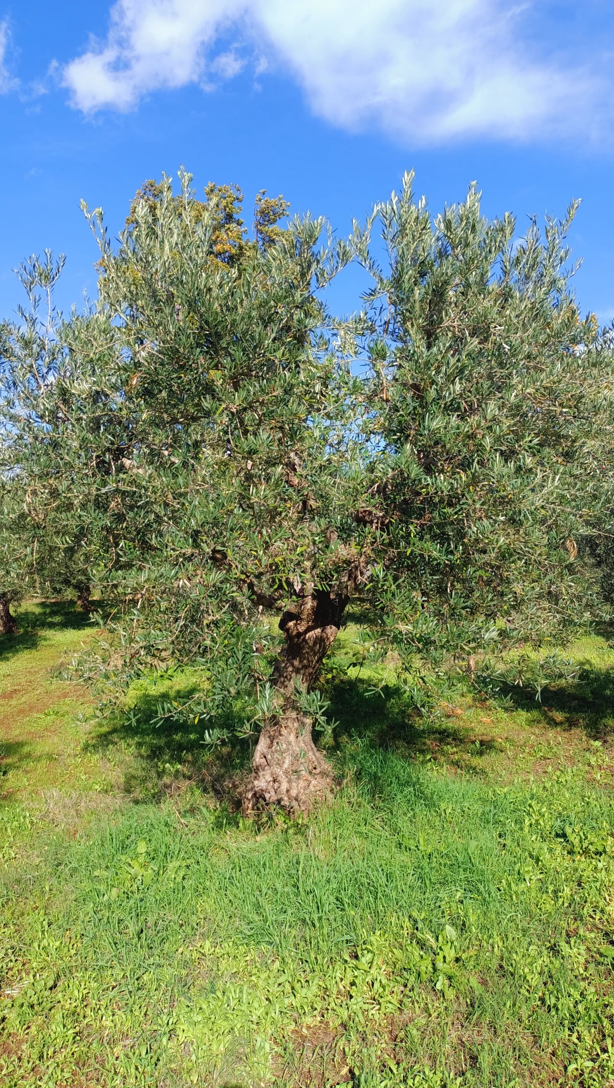 wobi-olio Kalabrien