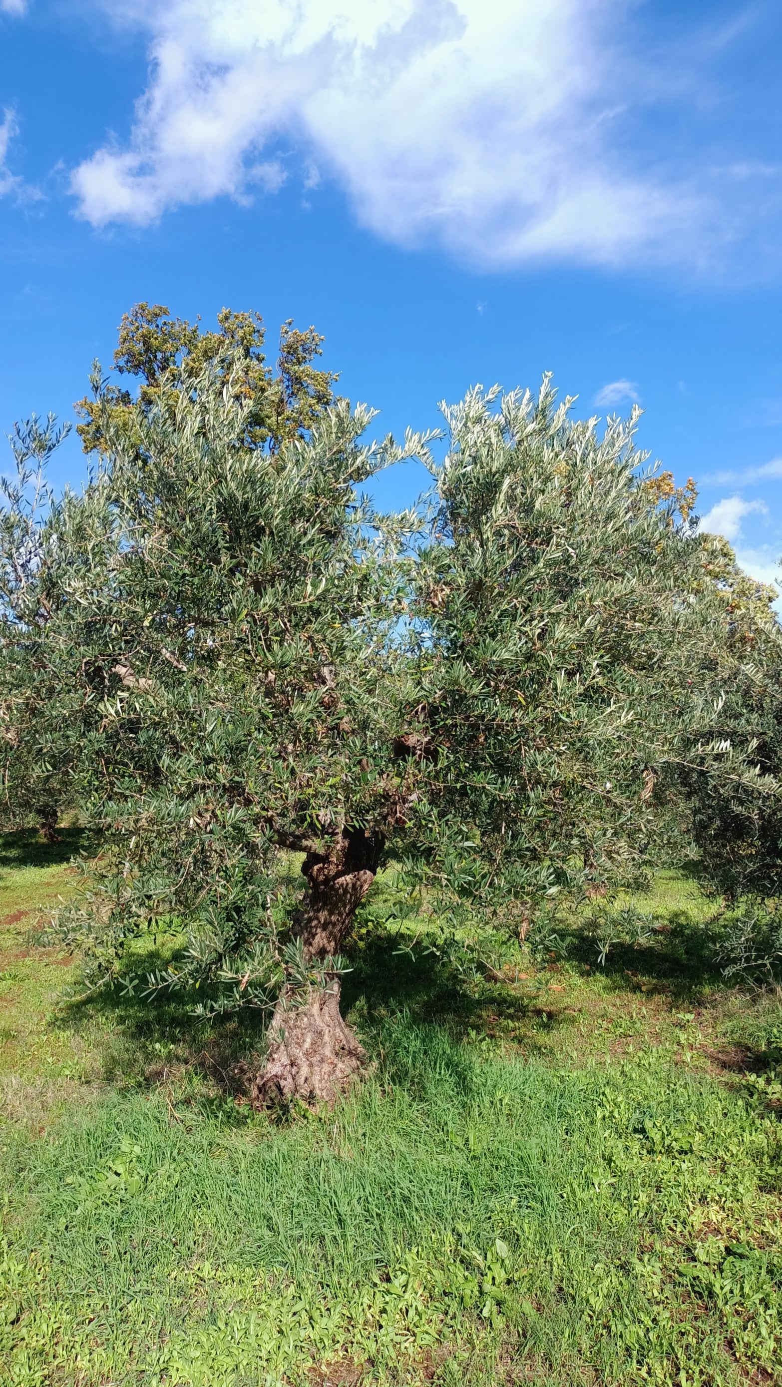 wobi-olio Kalabrien