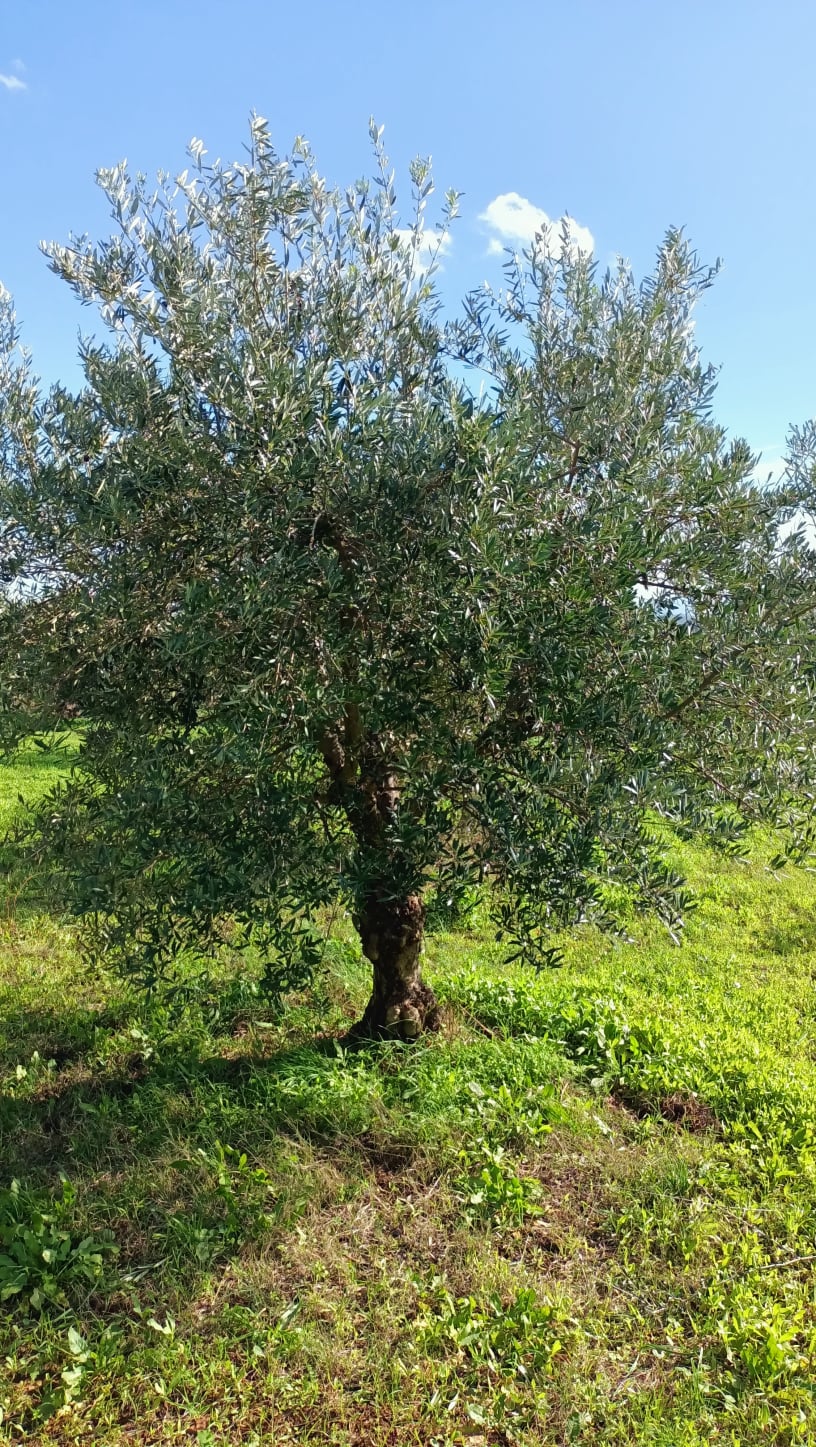 wobi-olio Kalabrien