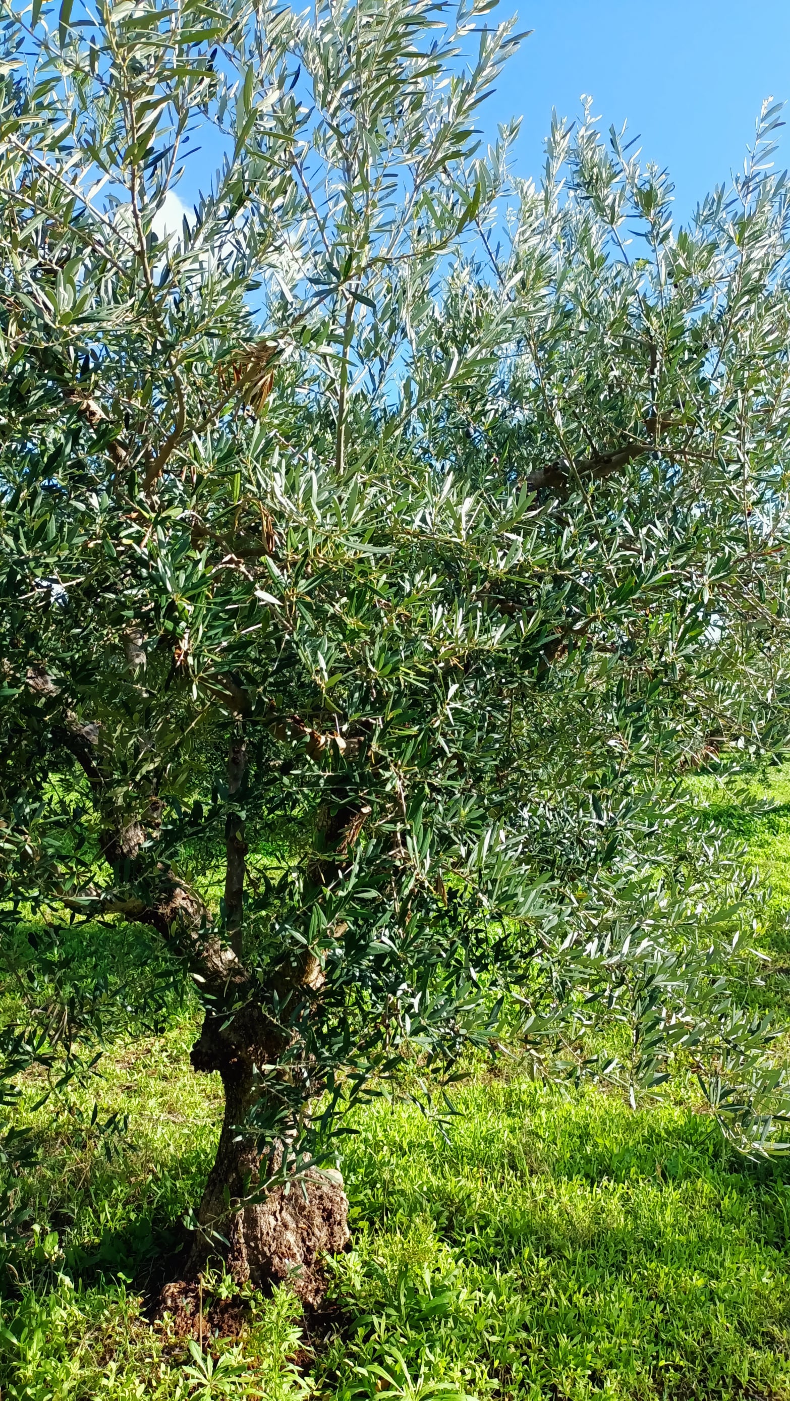 wobi-olio Kalabrien