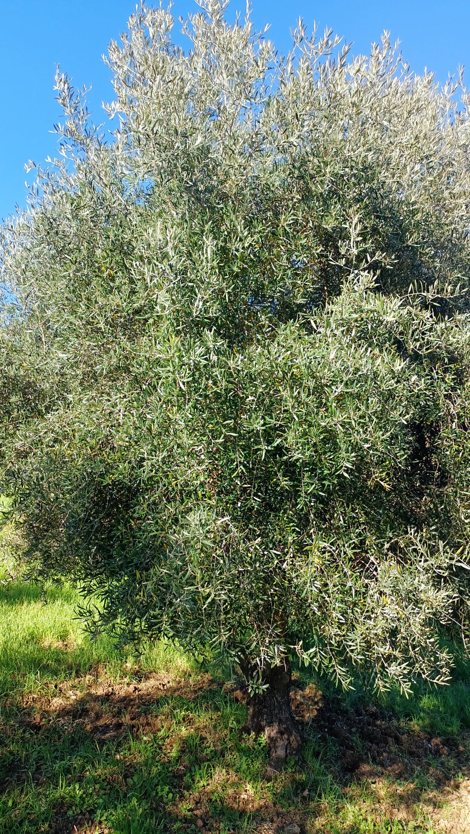 wobi-olio Kalabrien