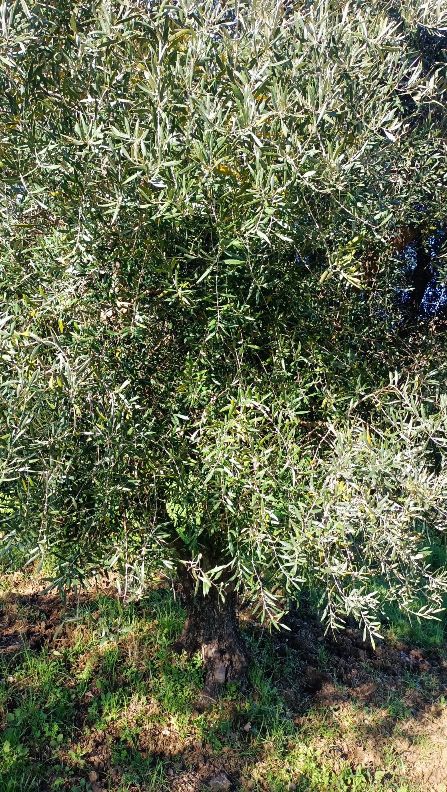 wobi-olio Kalabrien
