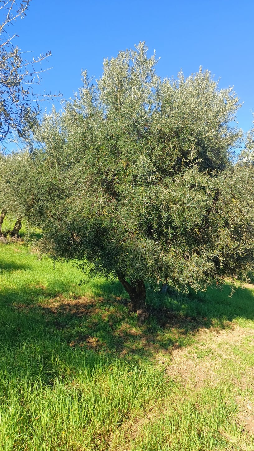 wobi-olio Kalabrien