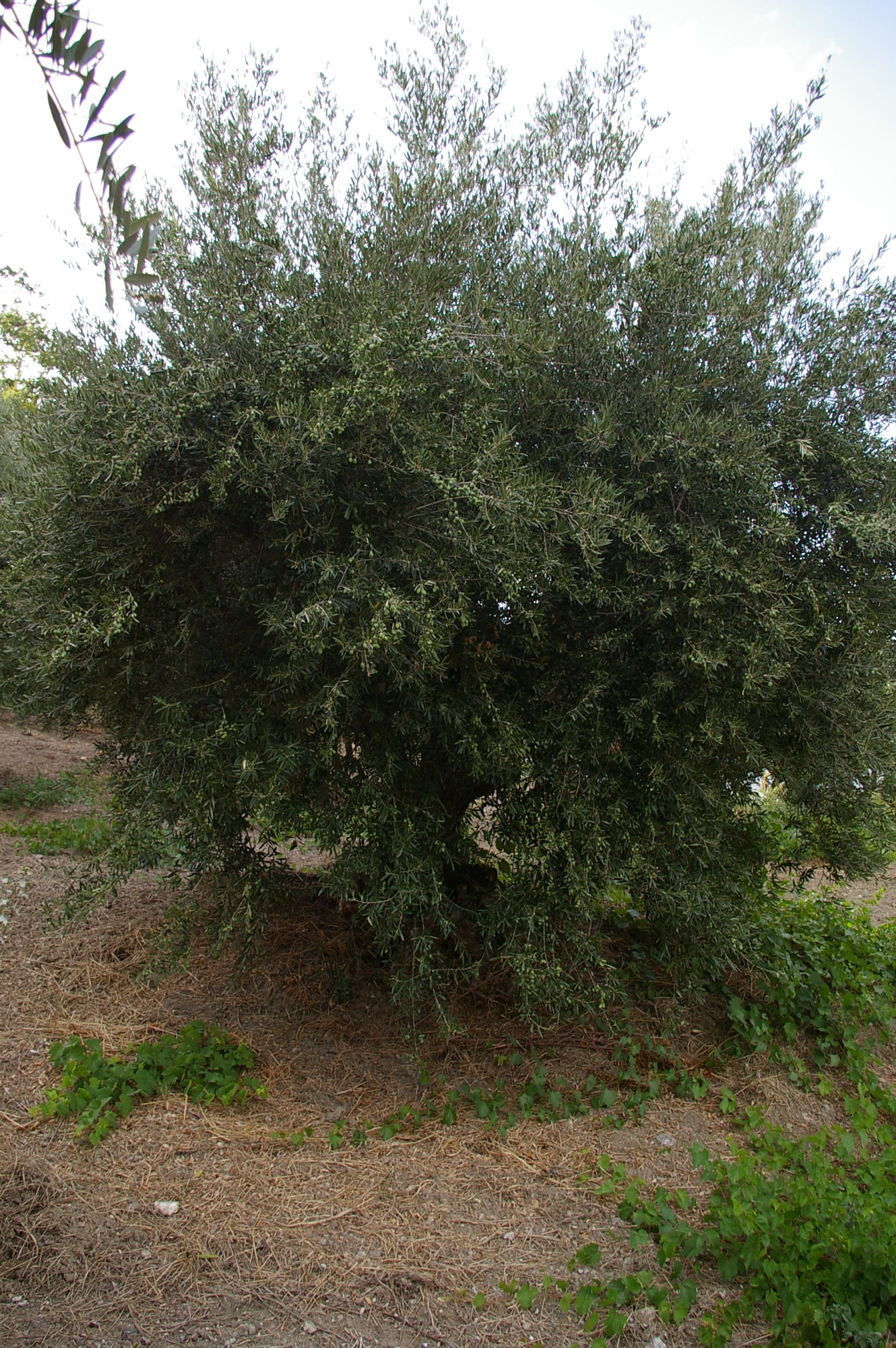 wobi-olio Kalabrien
