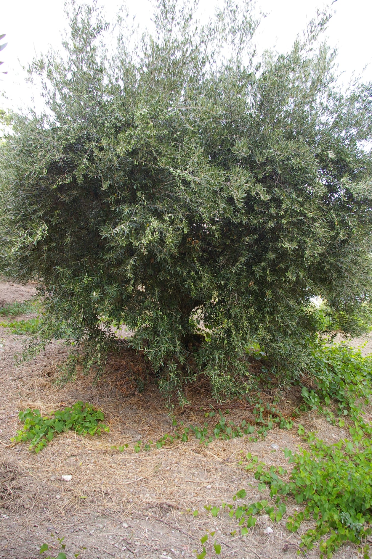 wobi-olio Kalabrien