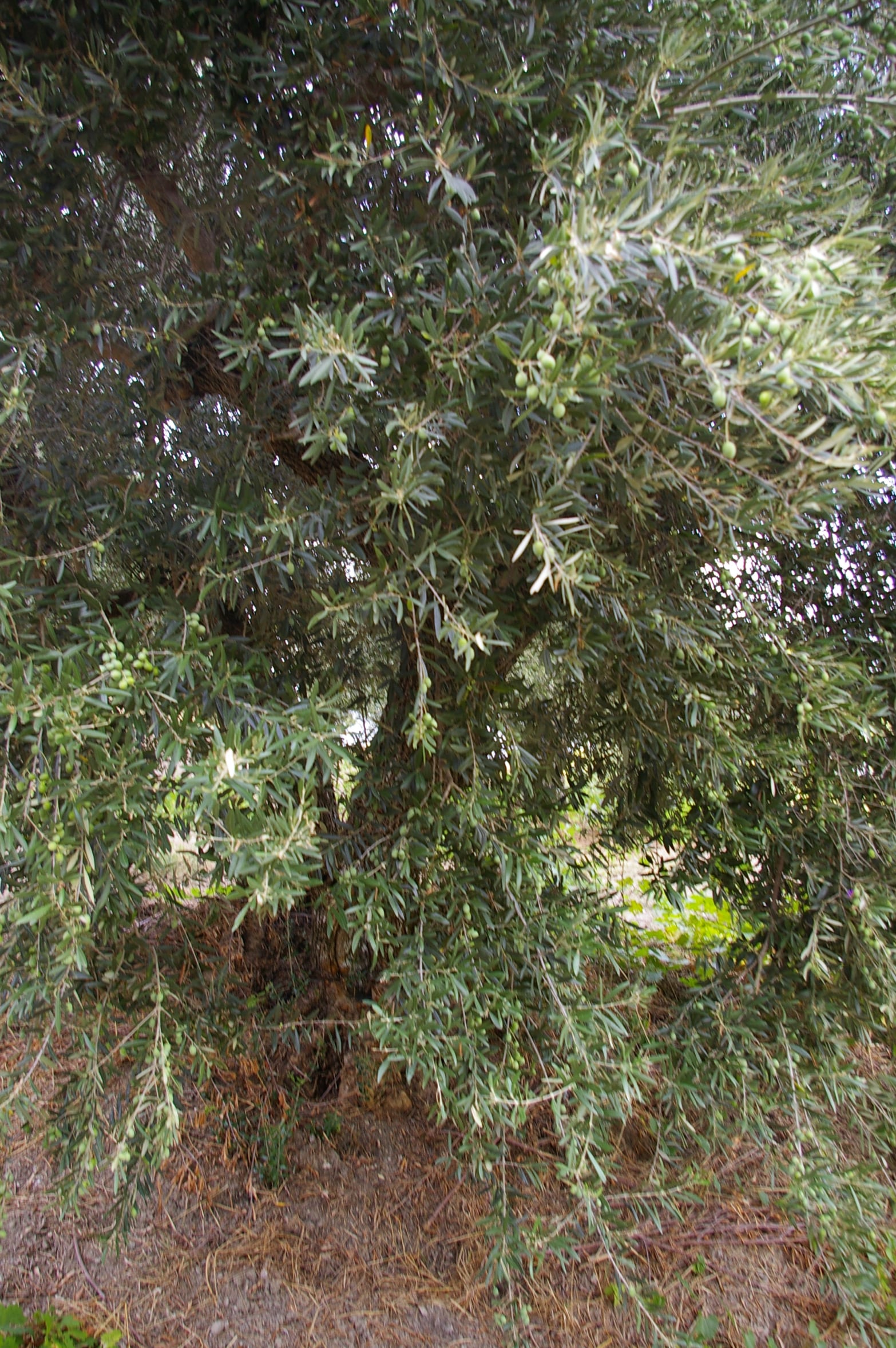 wobi-olio Kalabrien