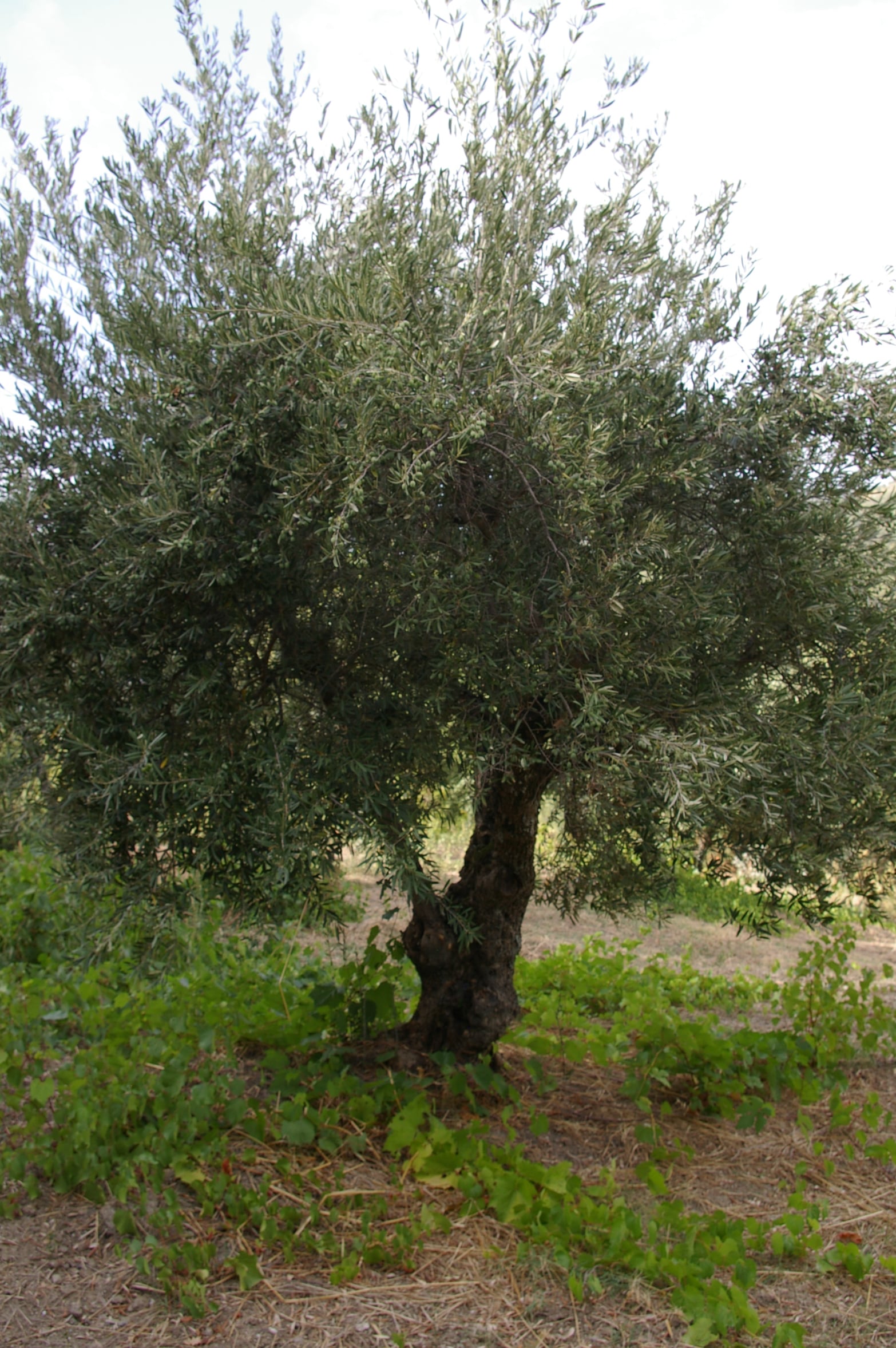 wobi-olio Kalabrien