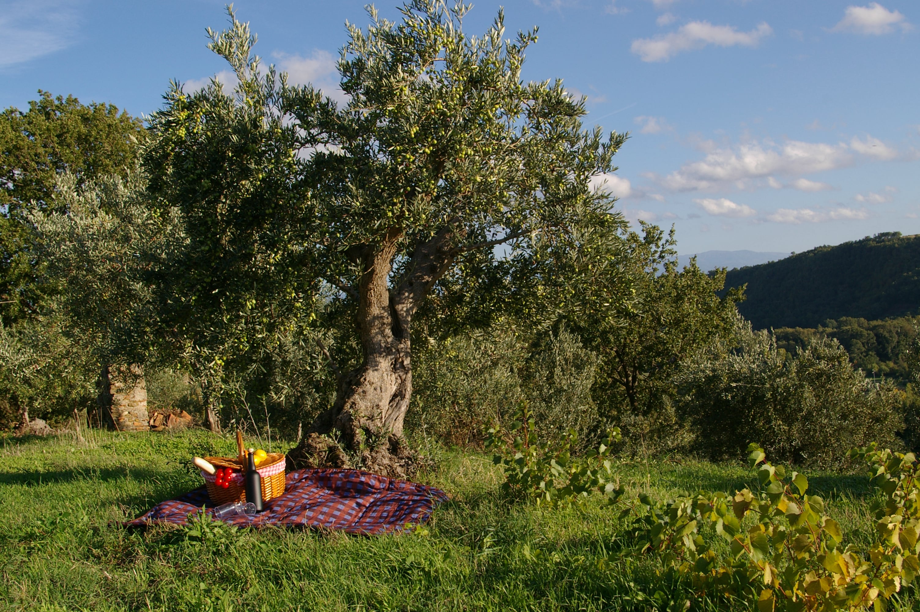 vita-olio Kalabrien