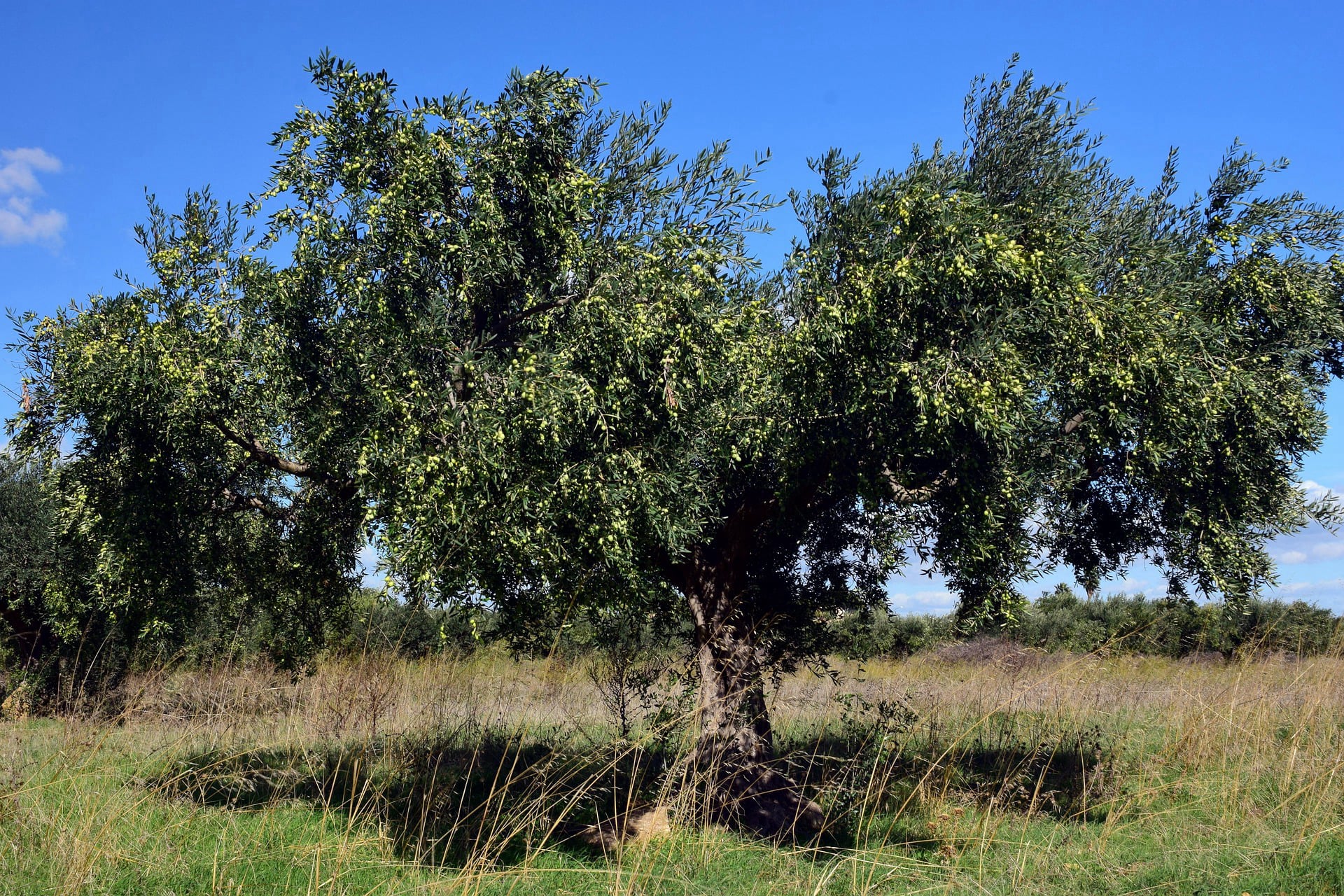 vita-olio Kalabrien