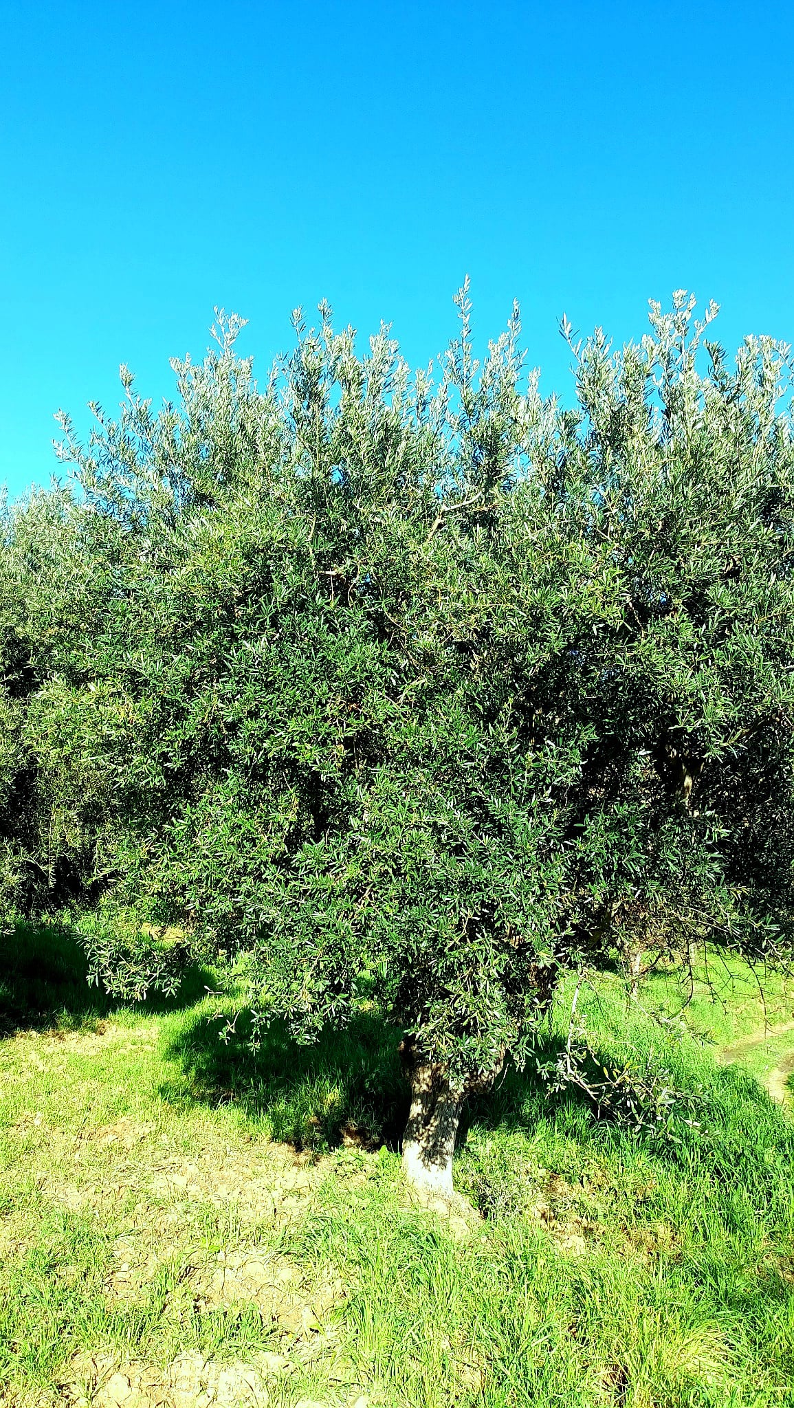 wobi-olio Kalabrien